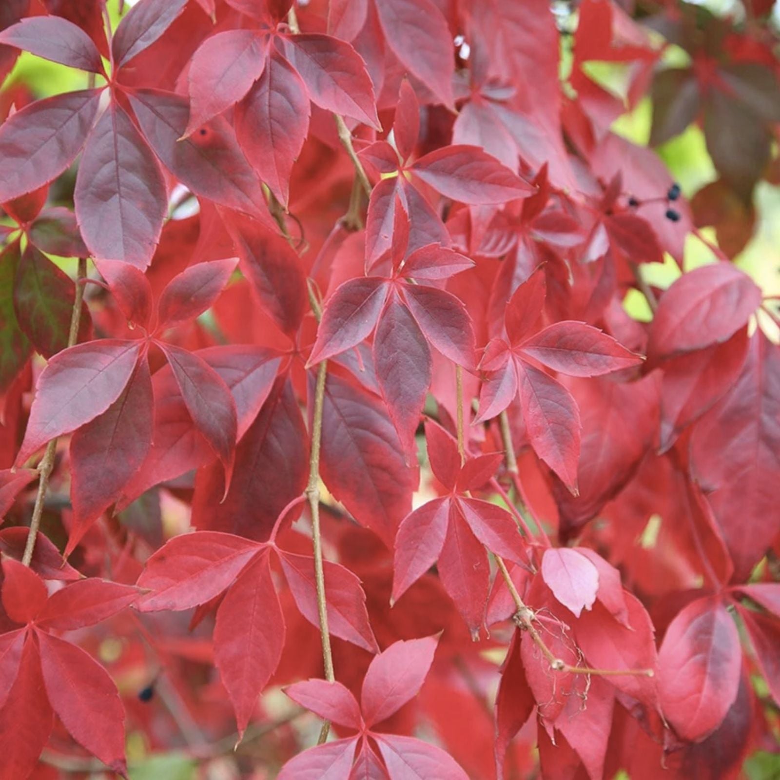 Virginia Creeper Live Vine Seedlings 1 Pack | Parthenocissus quinquefolia Climbing Plant for Landscaping
