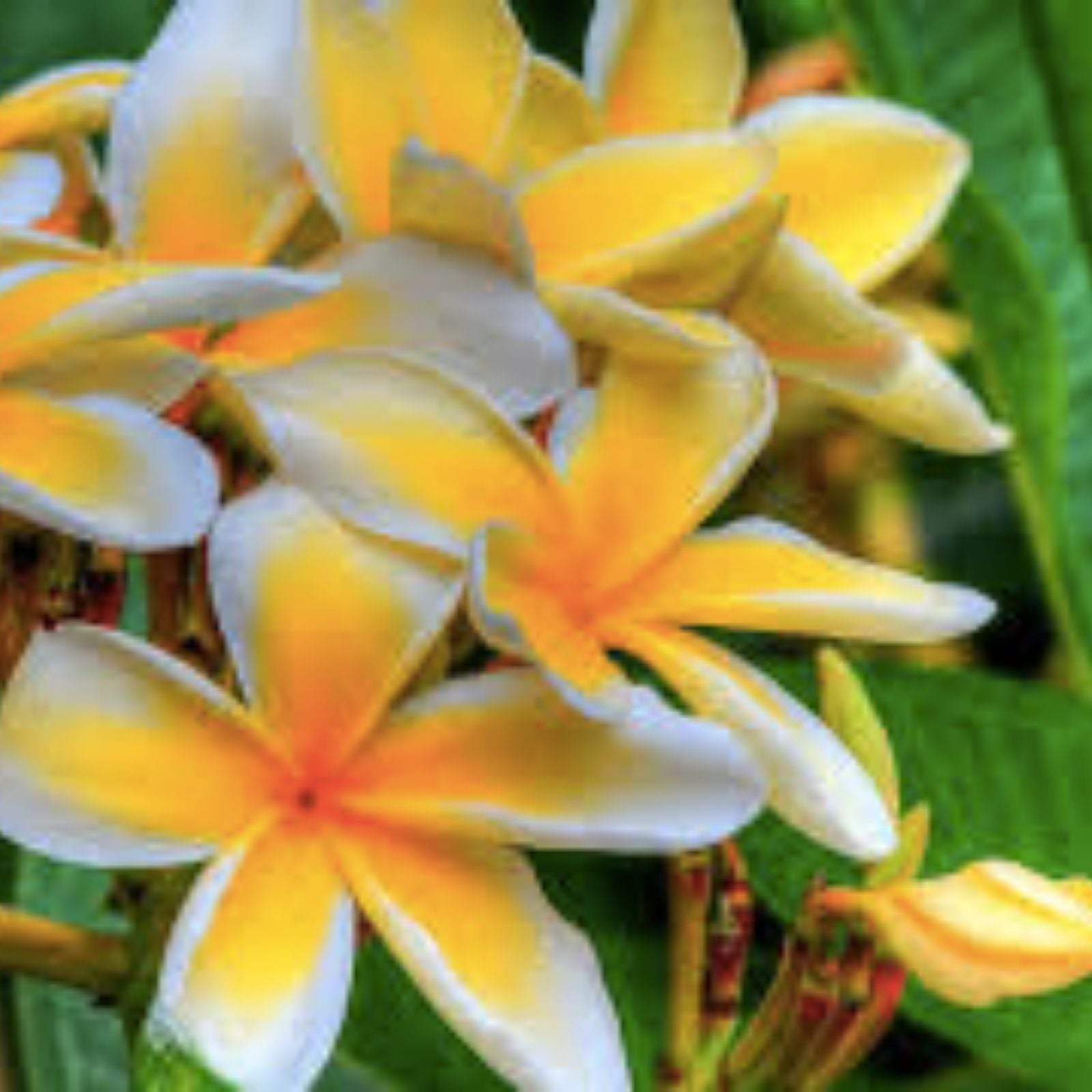 Plumeria Cutting Hawaiian Grown Temple Tree #2A Frangipani Variety for Gardens and Landscapes