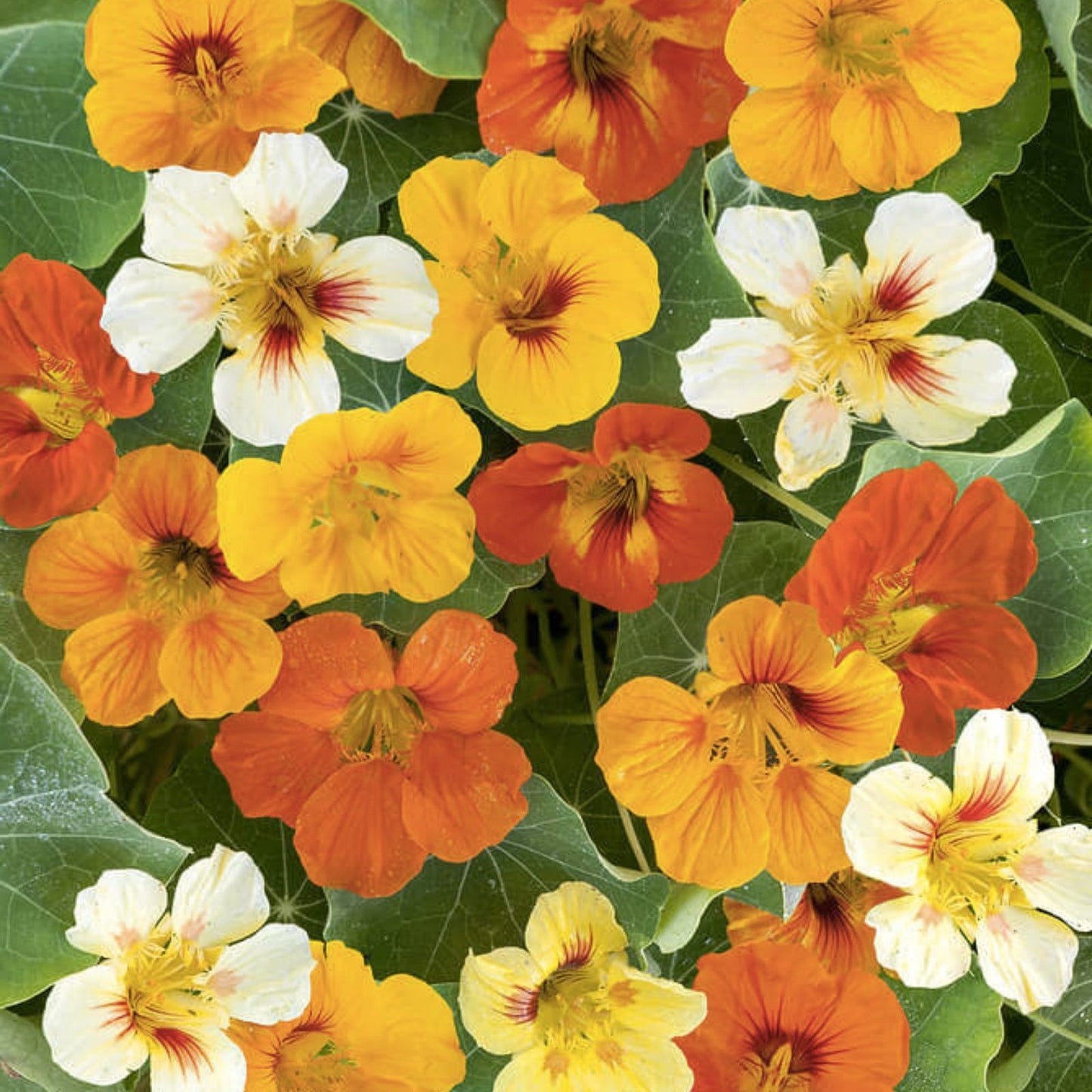 Nasturtium Seeds Dwarf Jewel Mix Organic USA Tropaeolum majus Flowering Plant Garden Seeds