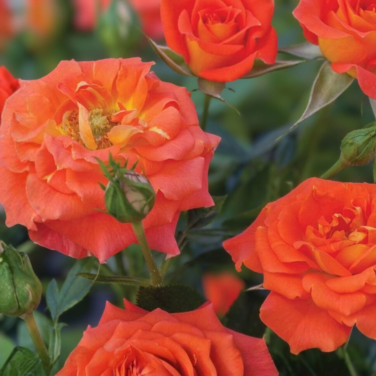 Orange Rose Cuttings 6-Inch Long Fragrant 5-Pack Rosa spp. No Roots for Planting and Gardening