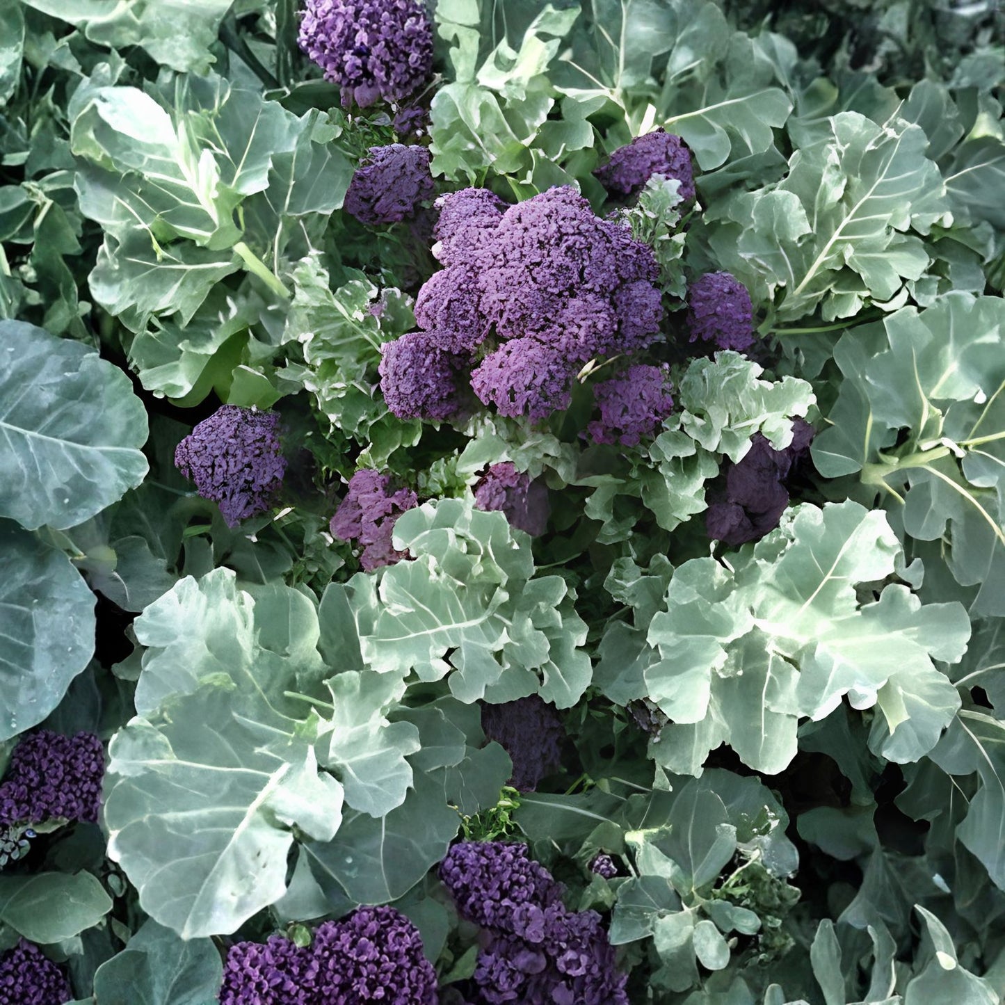 Burgundy Broccoli Seeds 25 Pack - Full Size Brassica oleracea var. italica Vegetable Seeds for Home Gardening