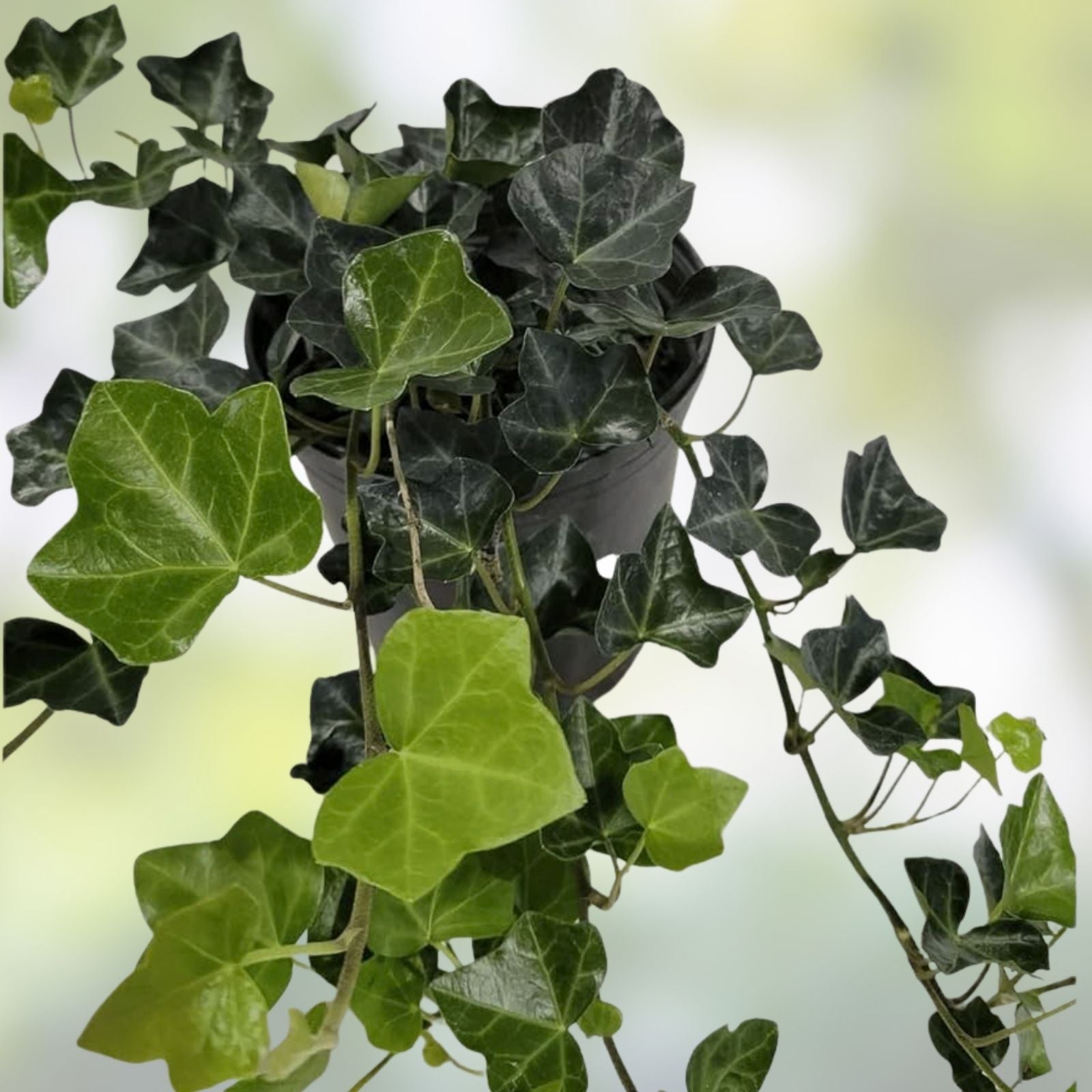 English Ivy Bare Root Cuttings 10" Strips Hedera helix 50 Count for Gardening Landscaping