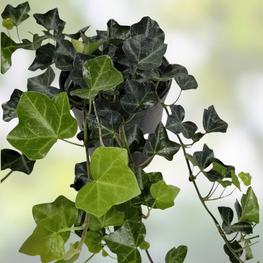 English Ivy Bare Root Cuttings 10" Strips Hedera helix 50 Count for Gardening Landscaping