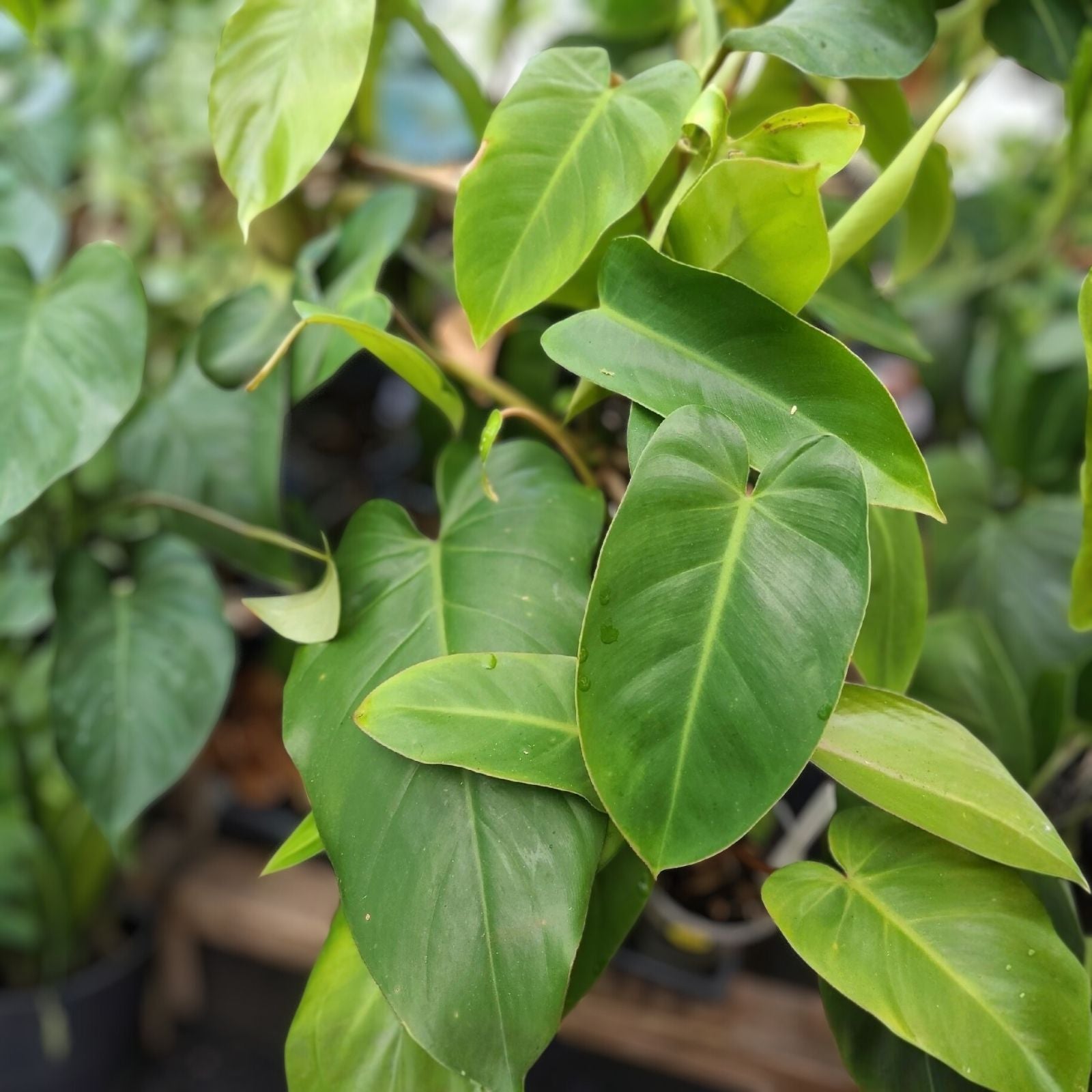 Philodendron Cutting 7-10 Inches Green Emerald Indoor Houseplant - Philodendron 'Emerald' Fresh Plant for Home Decor
