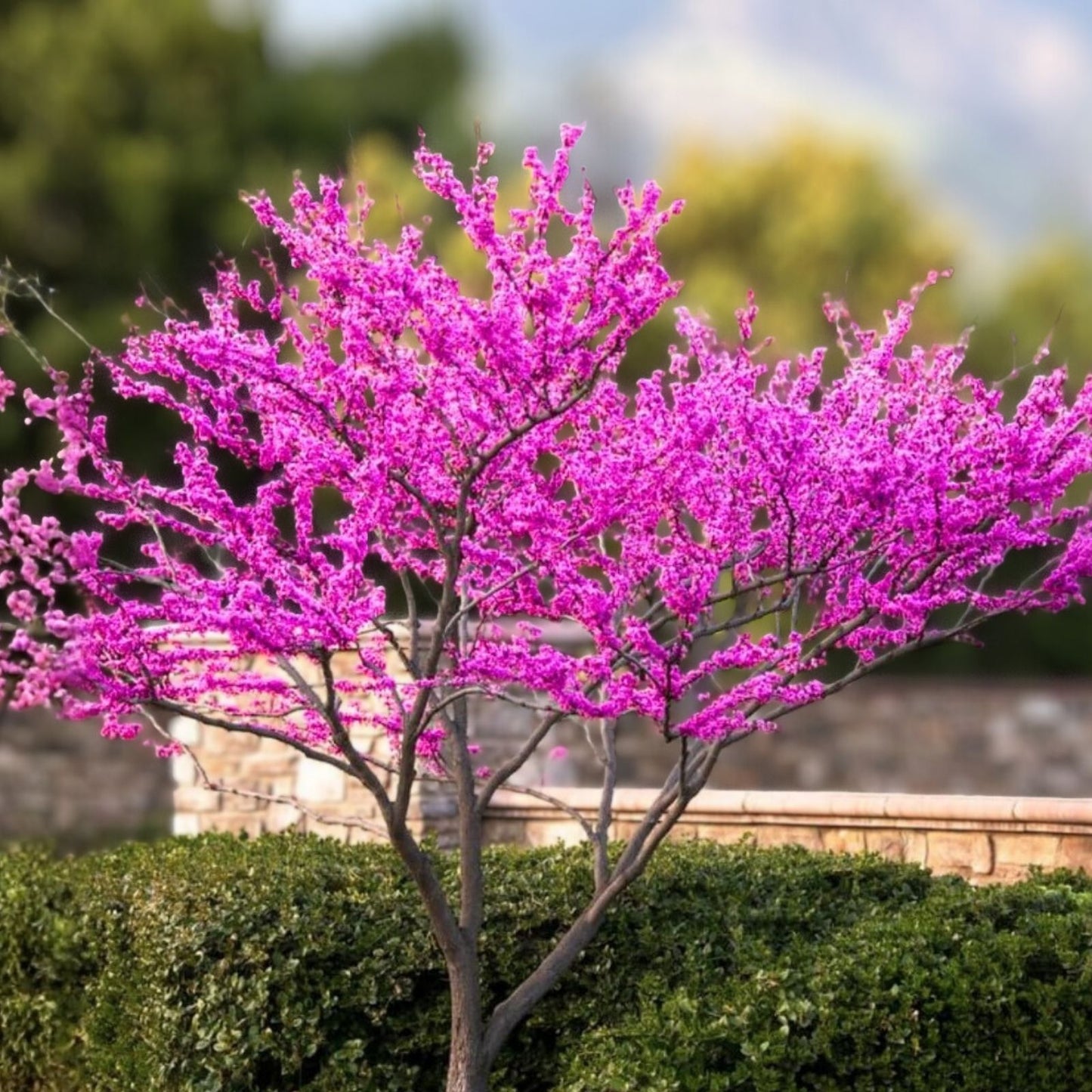 Redbud Tree Bare Root Set of 2 - Cercis canadensis Live Garden Plants for Landscaping and Landscaping