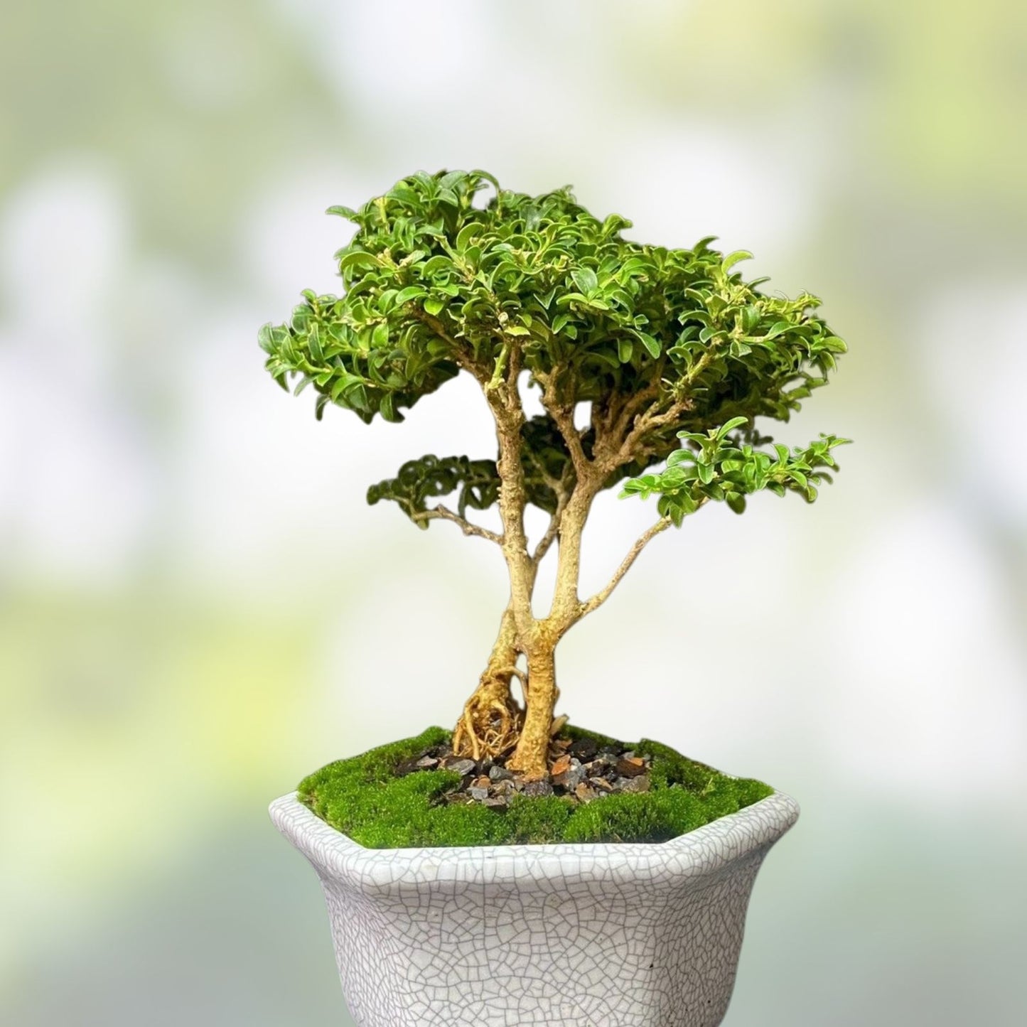 Bonsai Tree Kingsville Boxwood Shohin 8” in Crackle Glaze Pot - Buxus microphylla, Miniature Evergreen Plant