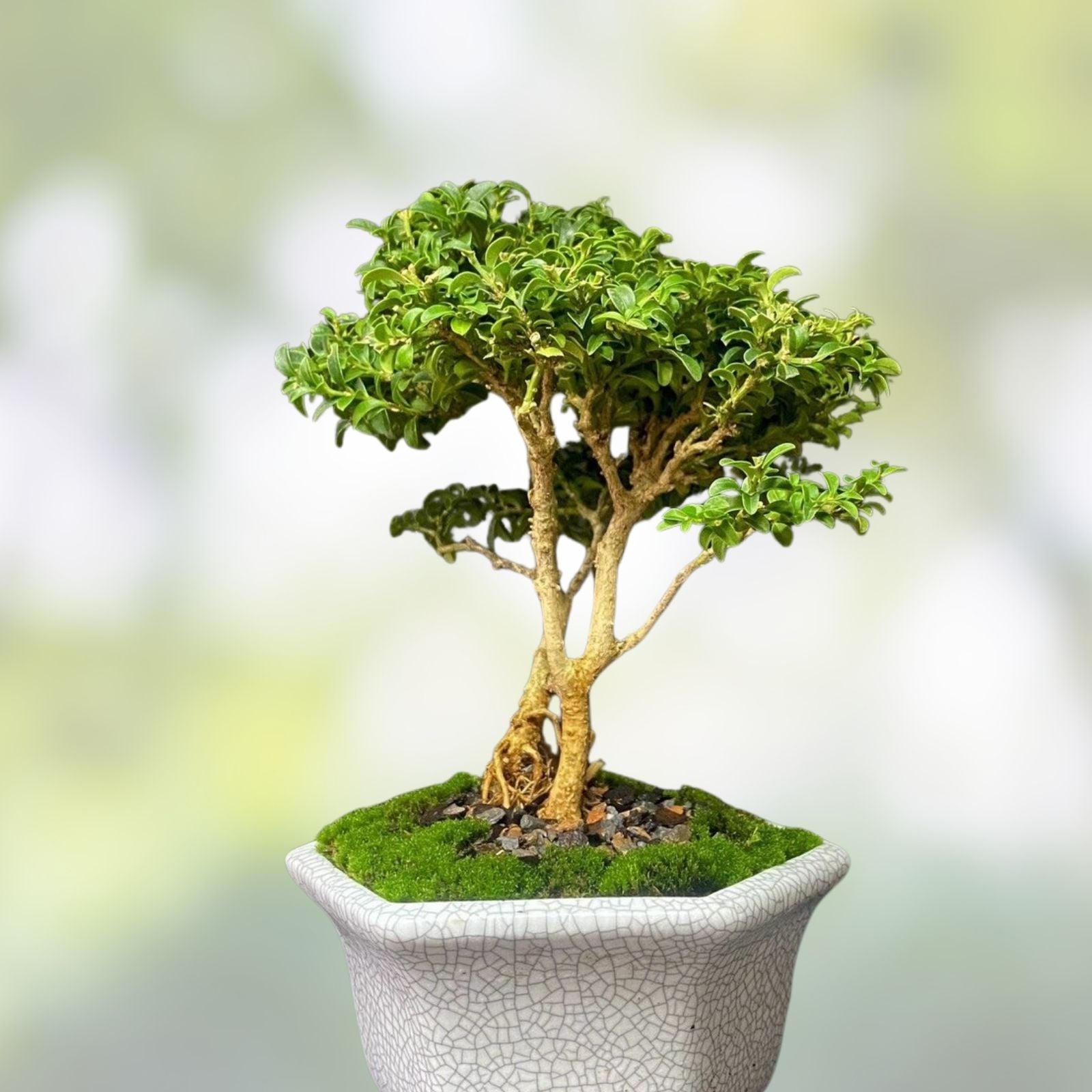 Bonsai Tree Kingsville Boxwood Shohin 8” in Crackle Glaze Pot - Buxus microphylla, Miniature Evergreen Plant