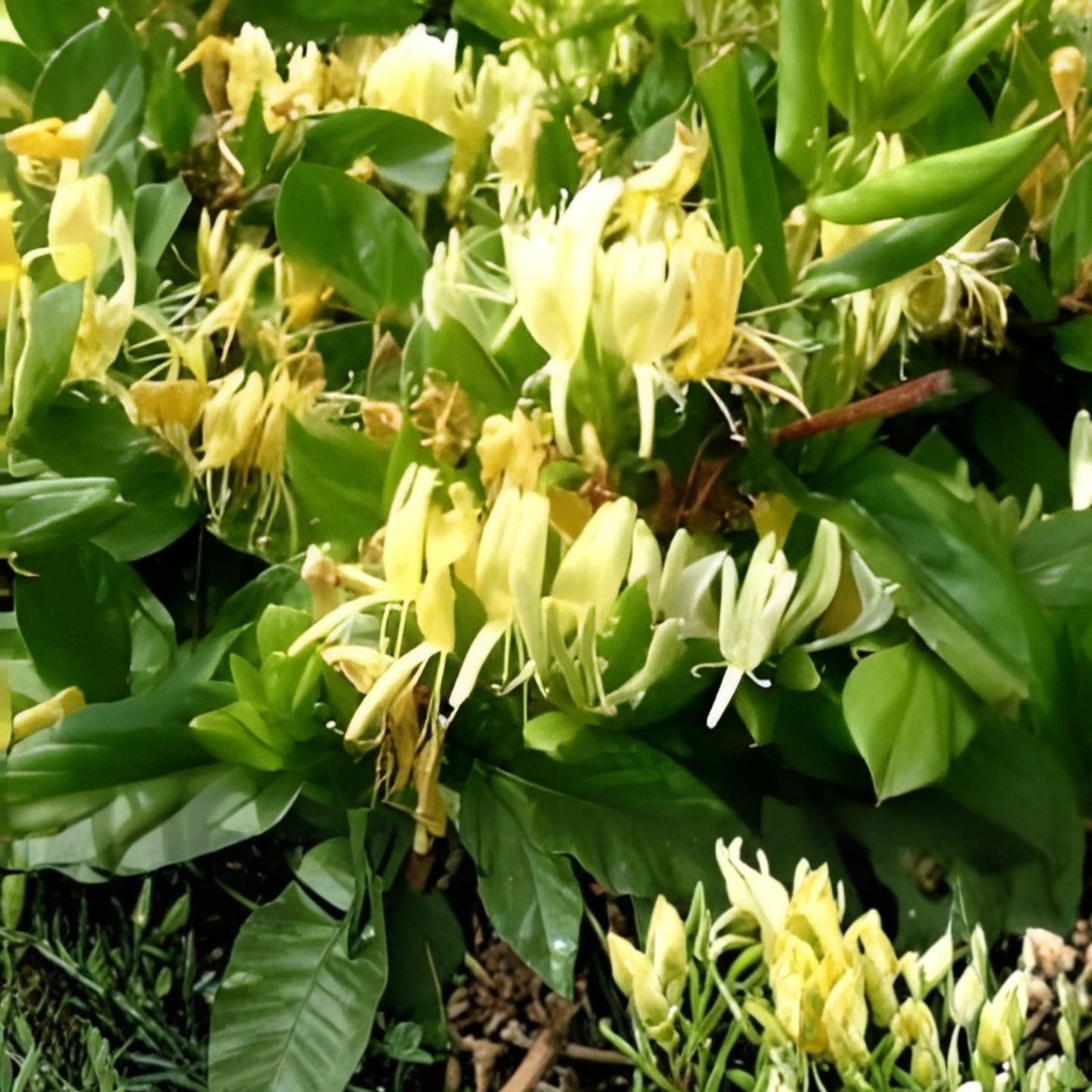 HALL'S Honeysuckle Plants 4-5 Cups White Yellow Flowers Lonicera japonica Climbing Shrubs Garden Plant
