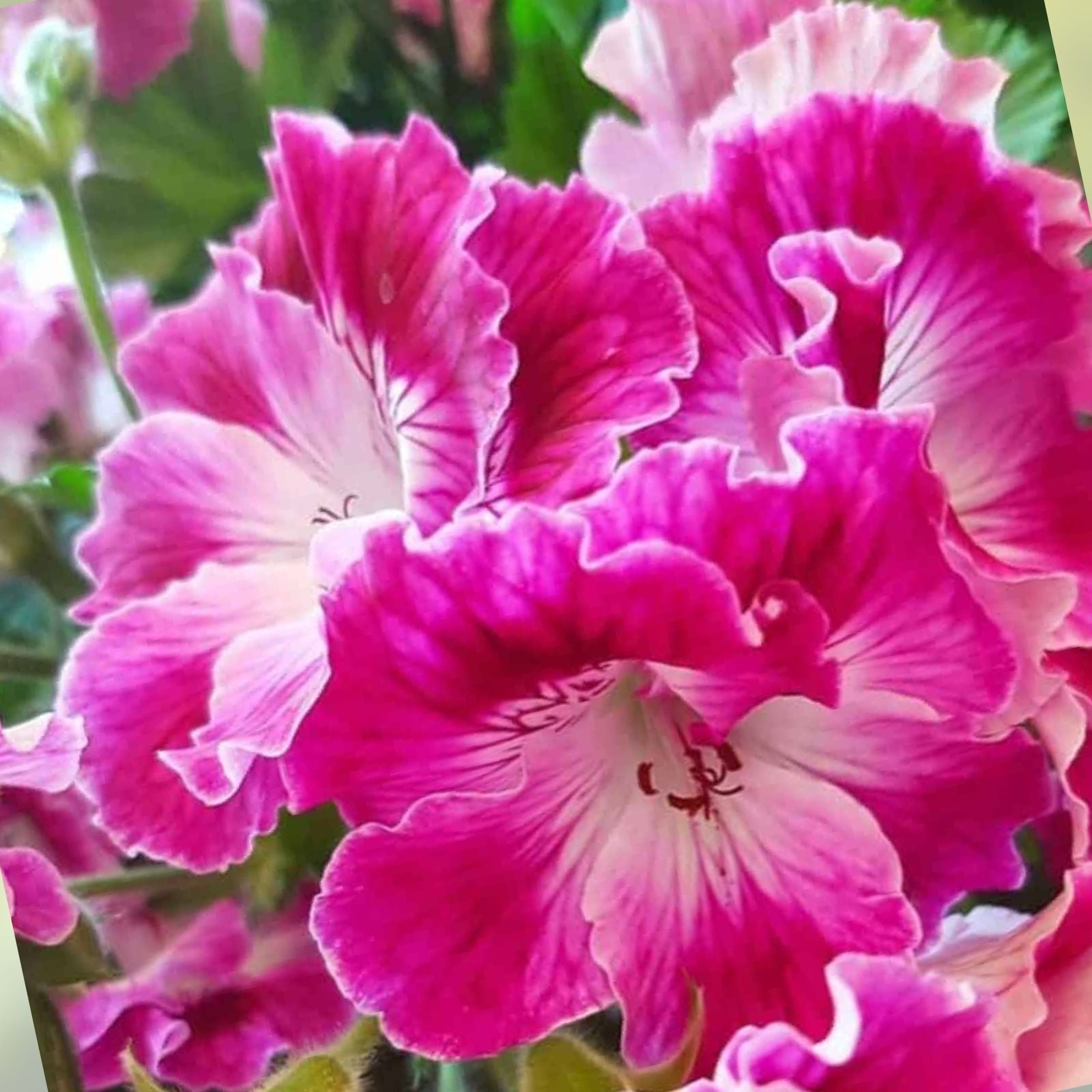 Martha Washington Geranium Cuttings - 6 Fresh Pelargonium Plant Cuttings - Garden Flower, Indoor, Outdoor Plant Propagation