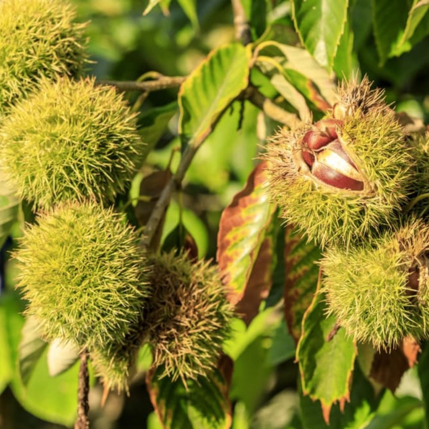 Chinese Chestnuts Tree Seeds - 100 Seeds for Planting - Castanea mollissima - Deer Resistant Nut Tree