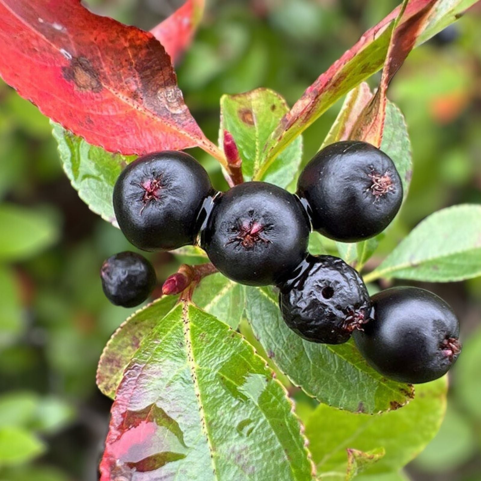 Aronia Black Chokeberry Cuttings 12 Unrooted 6-8" Berry Bush Ornamental Shrubs Aronia melanocarpa Planting