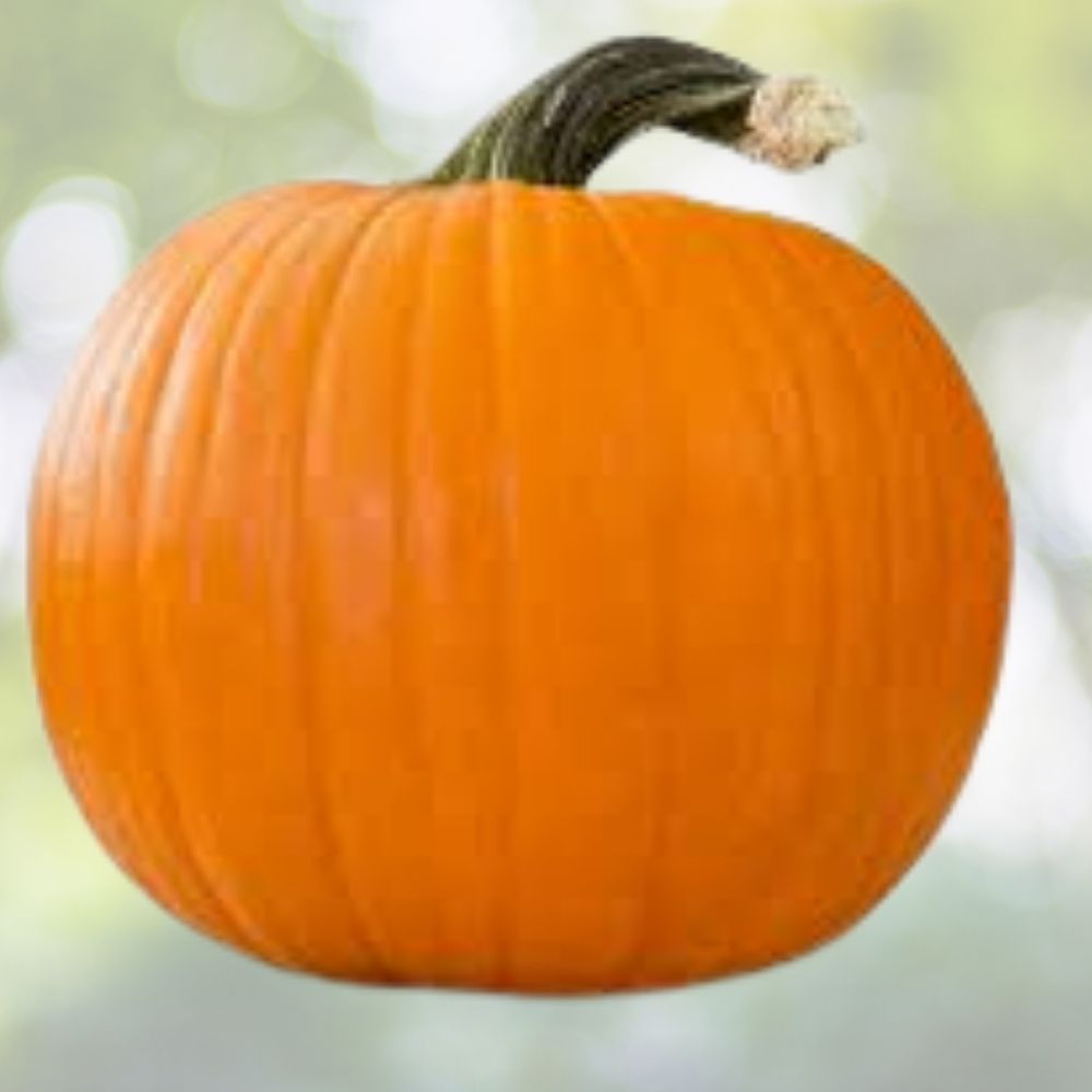 Organic Sugar Pie Pumpkin Seeds 10 Pack Heirloom Variety USA Grown Cucurbita pepo