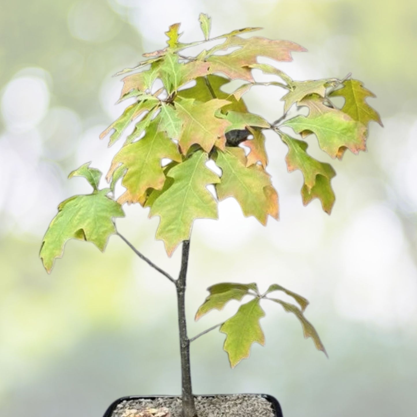 Blue Oak Bonsai Seeds - 15 Pack - Quercus macrocarpa - 2023 Harvest - Free Shipping