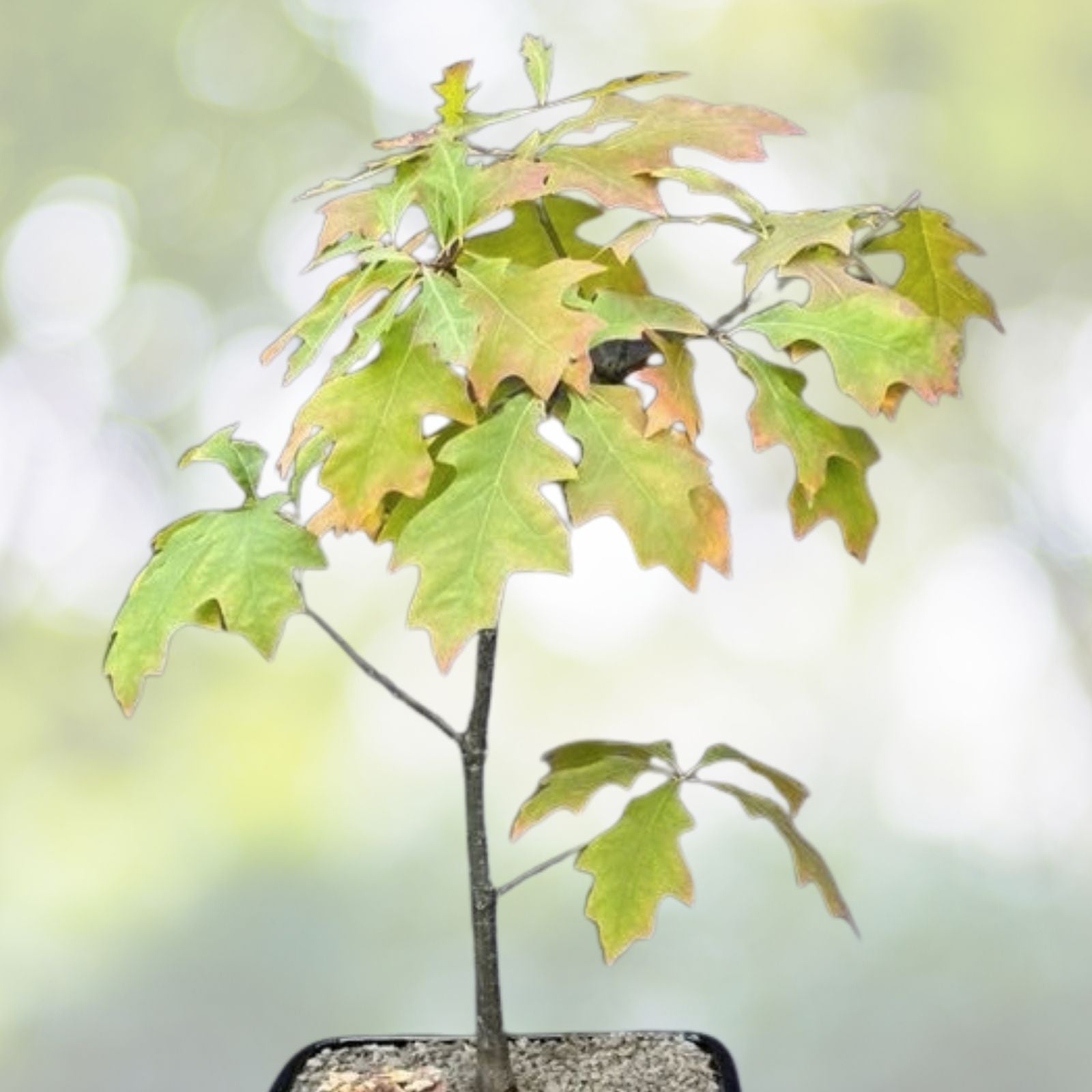 Blue Oak Bonsai Seeds - 15 Pack - Quercus macrocarpa - 2023 Harvest - Free Shipping