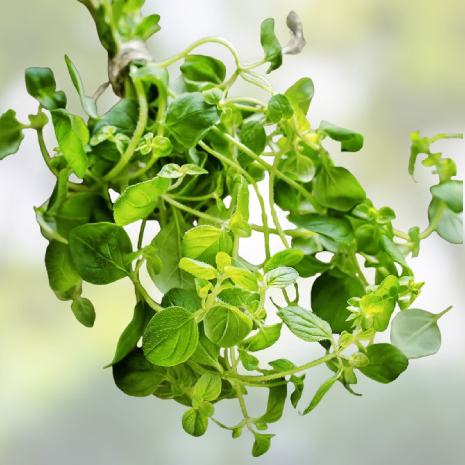 Oregano Seeds 150+ | Culinary Herb for Cooking | Origanum vulgare | Herb Seeds for Garden Planting