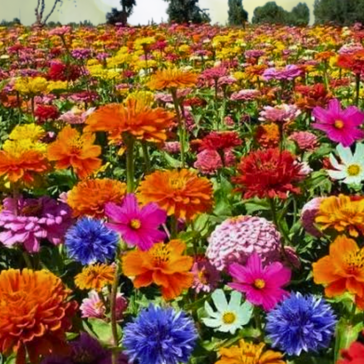 Mixed Perennial Flower Seeds Collection - 200pcs - Seasonal Enchantment Garden - Ideal for Colorful Blooms