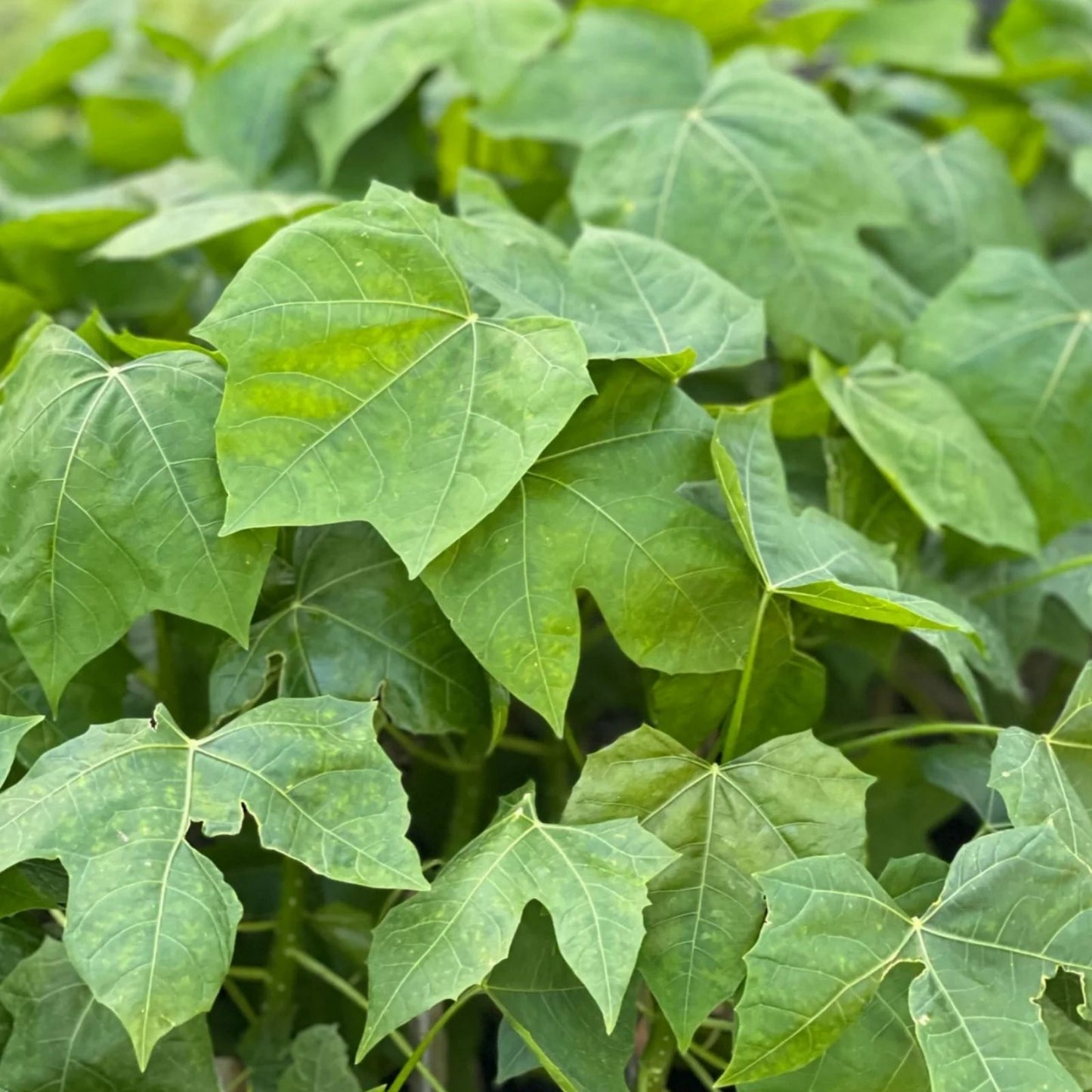Chaya Cuttings - Organic Spinach Plant - Easy to Root - Cnidoscolus aconitifolius - Edible Leaf Vegetable