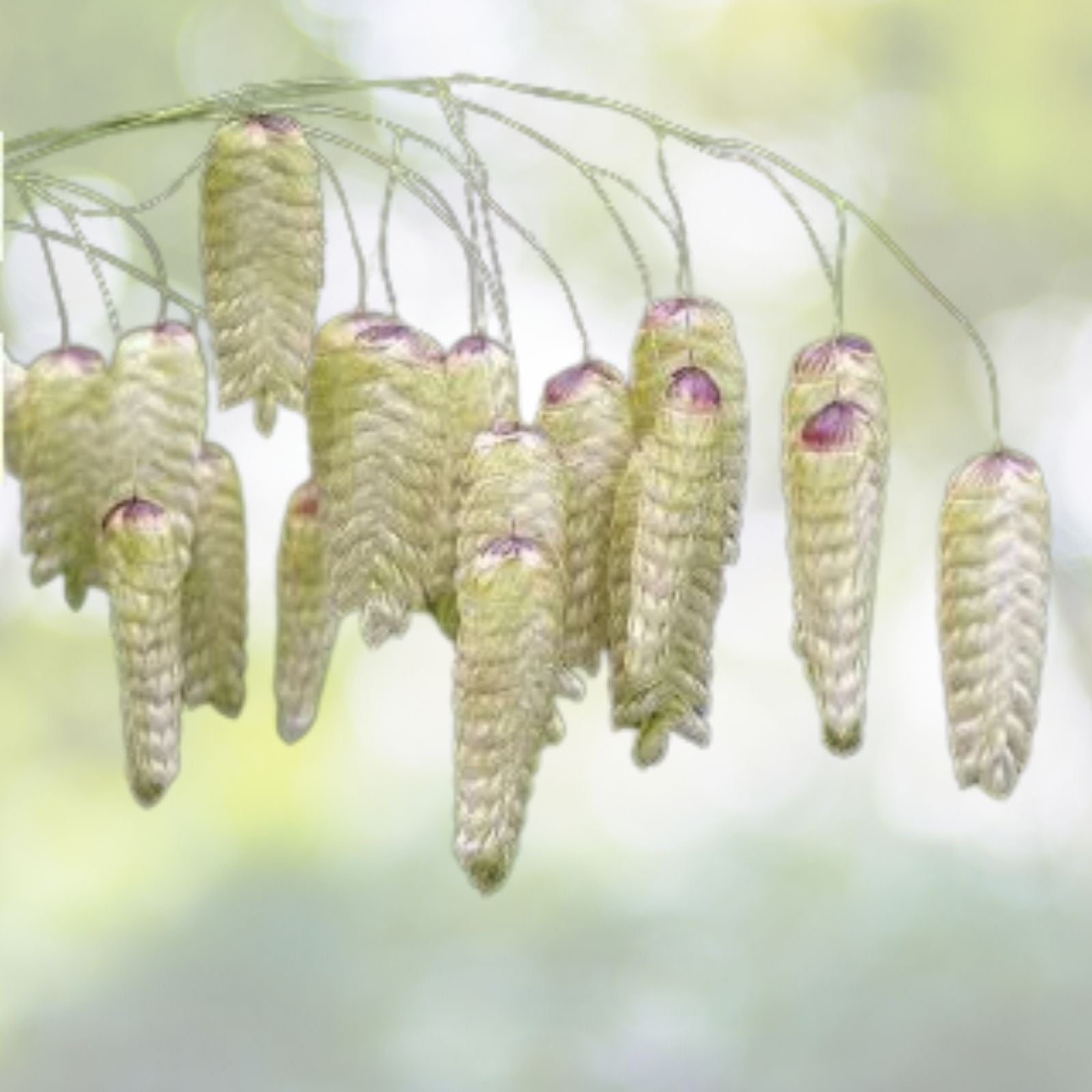 Quaking Grass Seeds | 200+ Ornamental Cutting Seeds | Brixa Maxima | Free Shipping