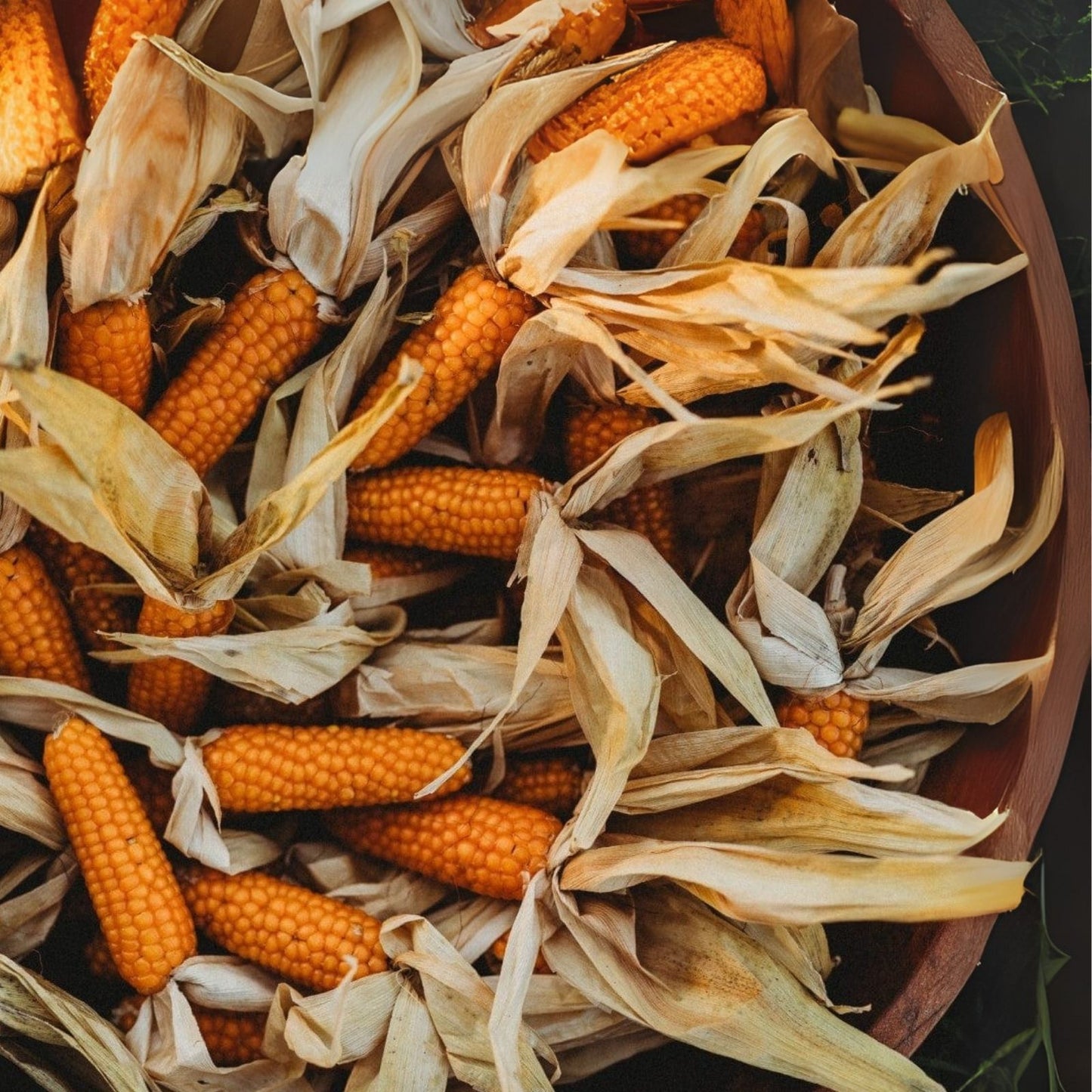 Tom Thumb Corn Seeds - 500 Count - Tiny Tim Indian Corn - Zea mays subsp. mays