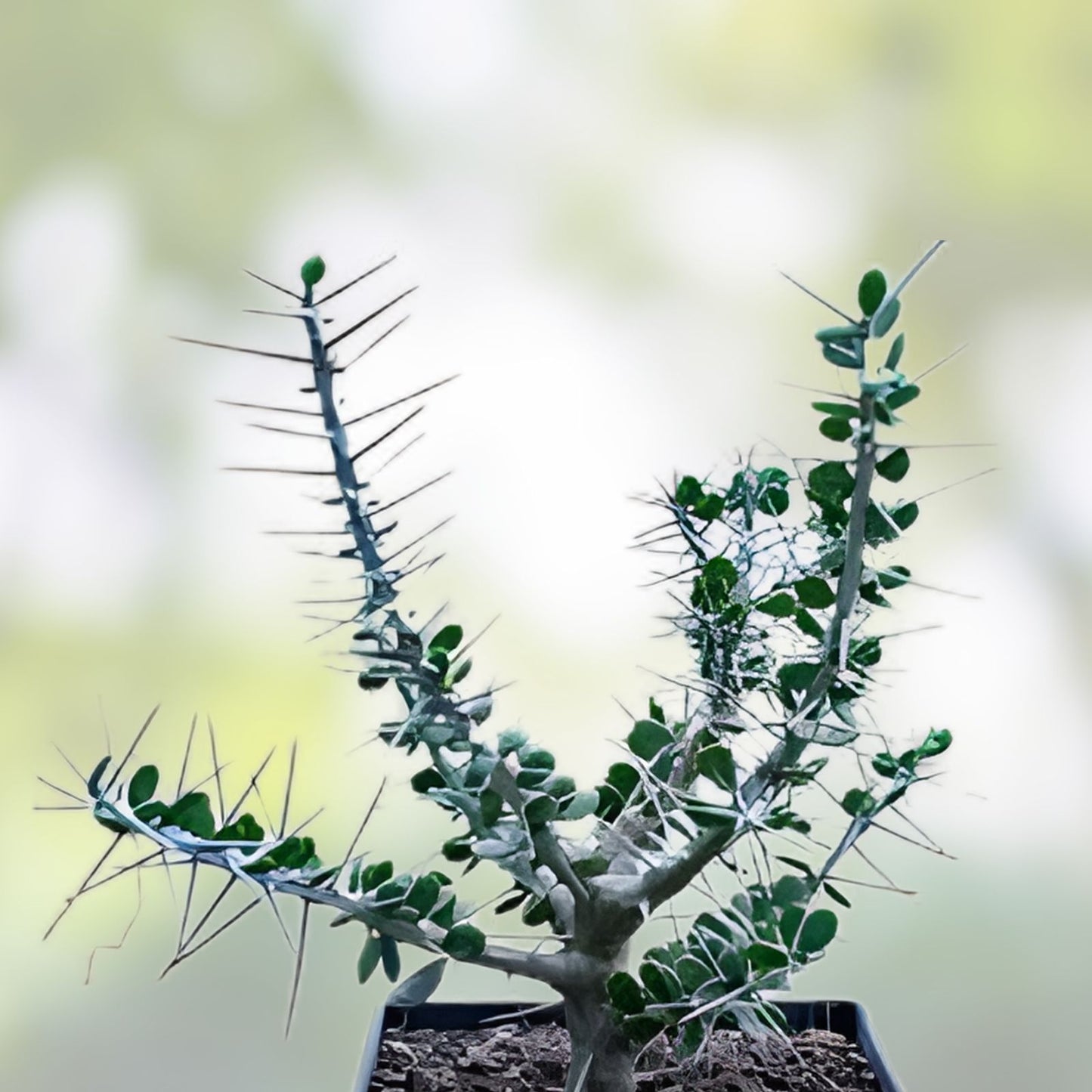 Alluaudia comosa Plant - Rooted Madagascar Succulent - Unique Drought Tolerant Plant - Lot BB2