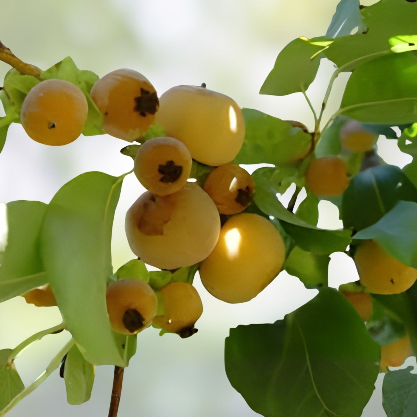 30 Date Plum Tree Seeds - Organic Edible Fruit Seeds - Diospyros Lotus - Planting Kit for Garden, Orchard, or Home Growing