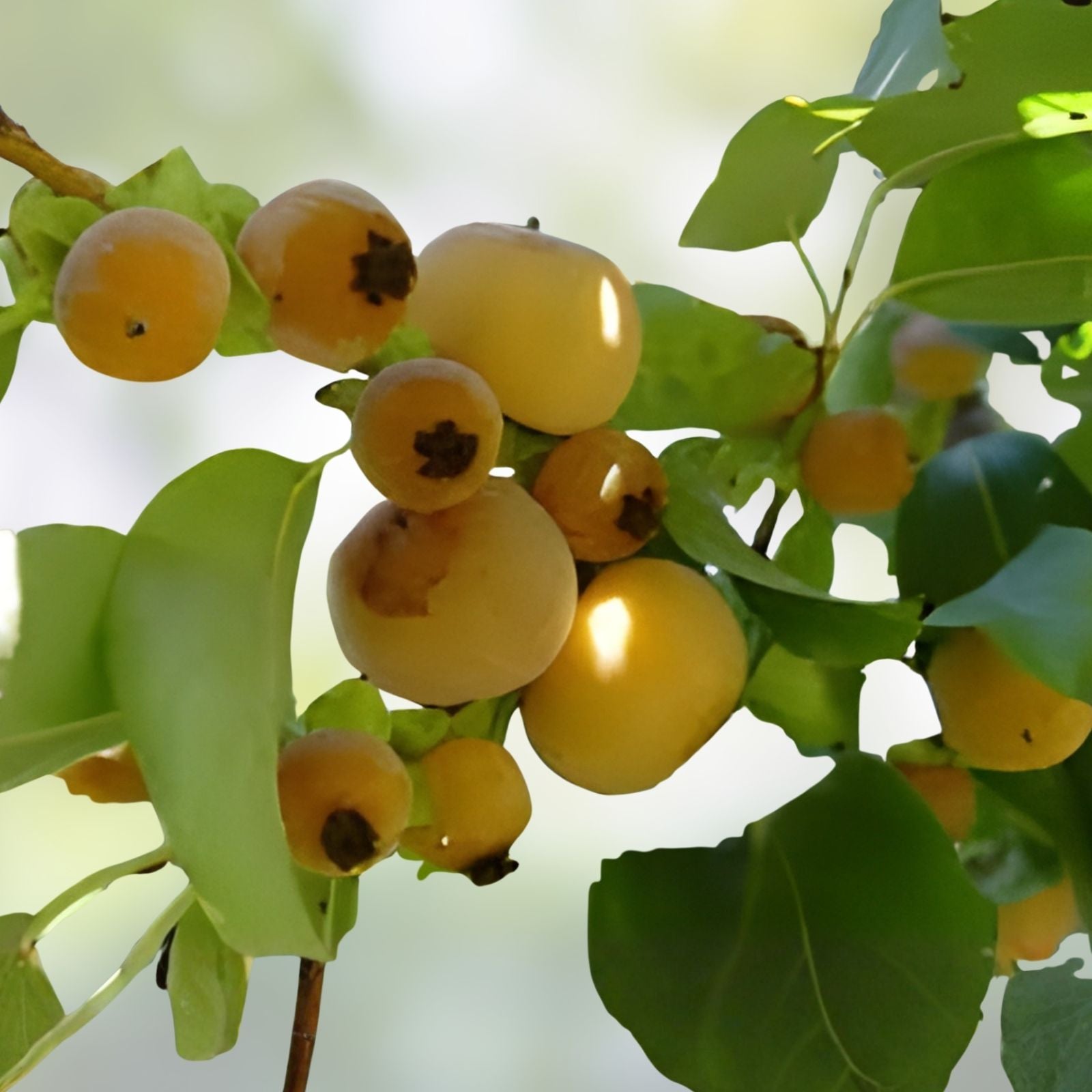 30 Date Plum Tree Seeds - Organic Edible Fruit Seeds - Diospyros Lotus - Planting Kit for Garden, Orchard, or Home Growing