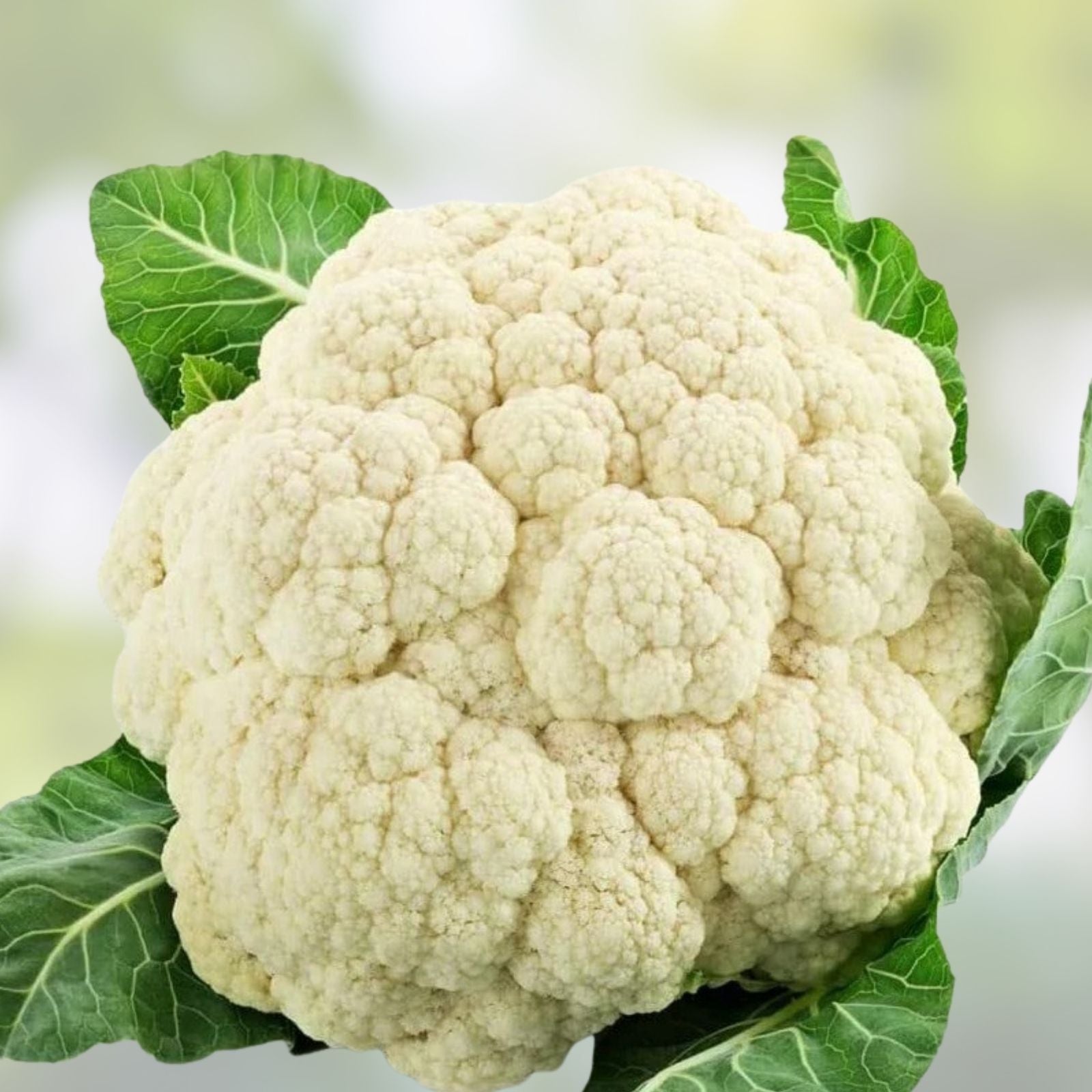 Snowball Cauliflower Seeds 100 Count – Easy to Grow Vegetable Seeds Brassica oleracea var. botrytis