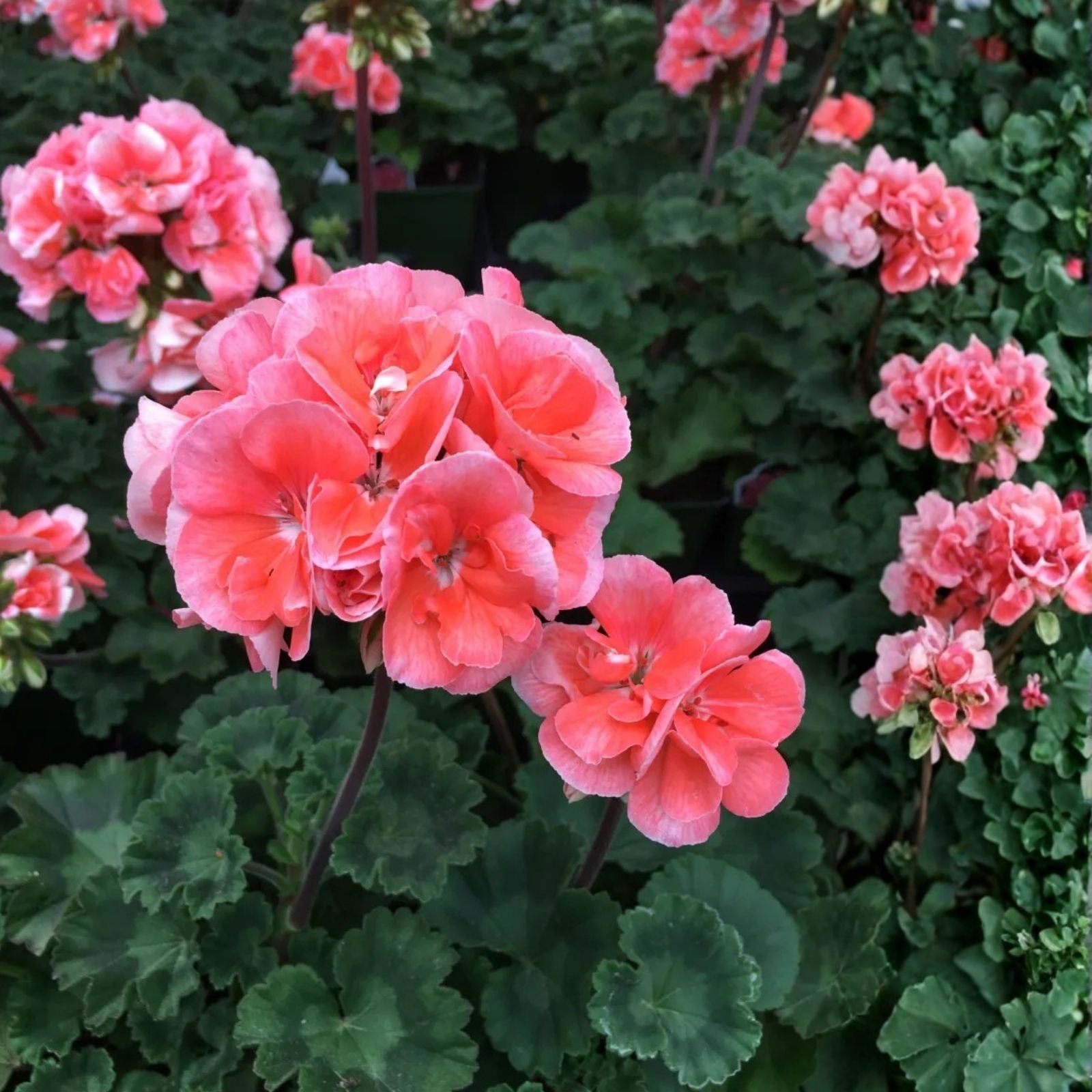 Coral Zonal Geranium Stem Cuttings – 10 Pelargonium Cuttings for Rooting – Gardening Enthusiasts Plant Propagation