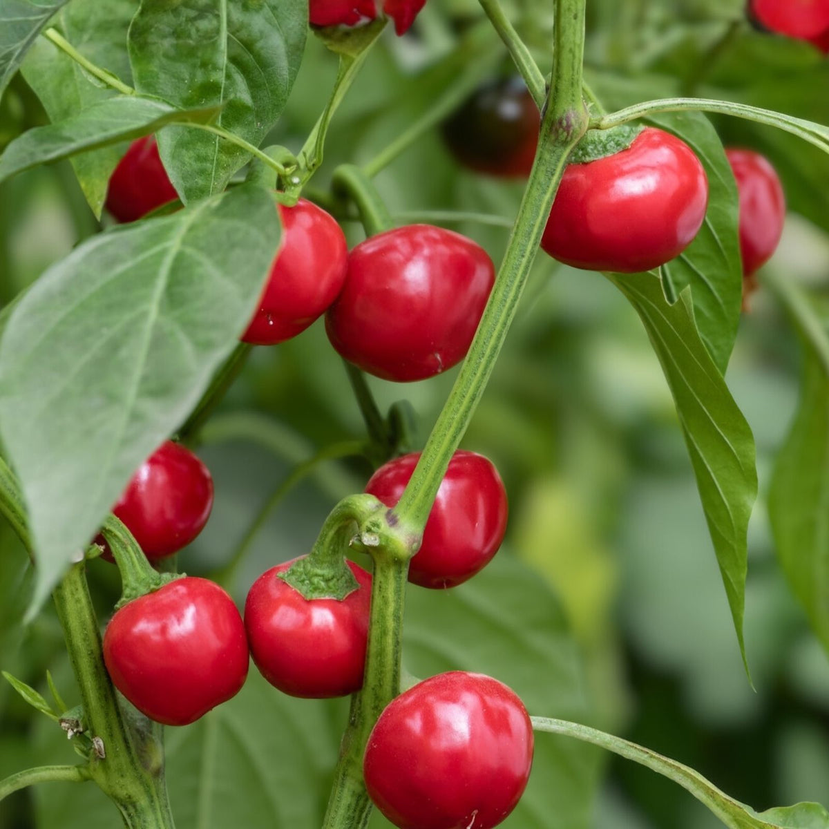 Red Sweet Cherry Pepper Seeds, Heirloom Non-GMO, 500+ Seeds, Capsicum annuum, Sweet Cherry Pepper Seeds