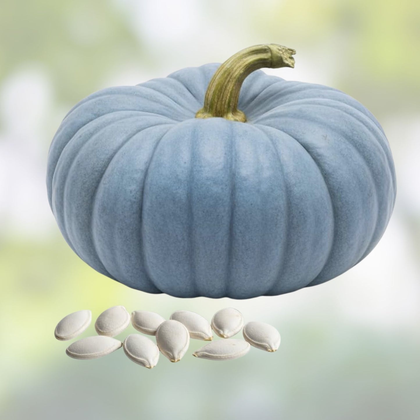 Jarrahdale Blue Pumpkin Seeds 10 Pack | Heirloom Cucurbita maxima | Live Plant, Starter, Bare Root, Fall Decor, Edible Pumpkin