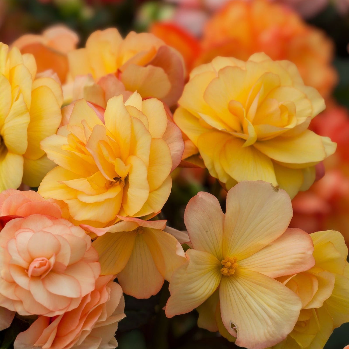 Begonia Seeds 45 or 125 Count Sunrise Trifecta Variety Non-GMO Flower Seeds Begonia spp.