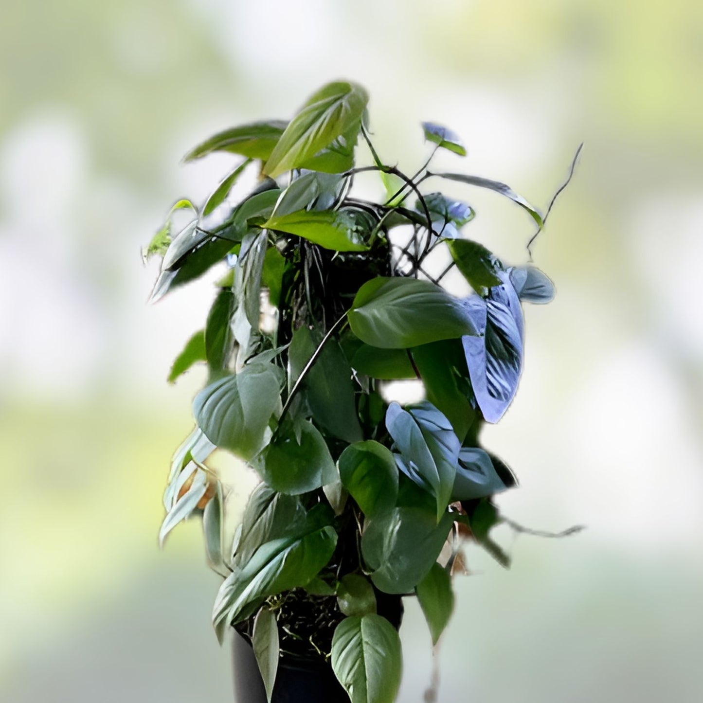 Cebu Blue Pothos Cutting - Unrooted 4 Node Epipremnum Pinnatum Indoor Houseplant Decor