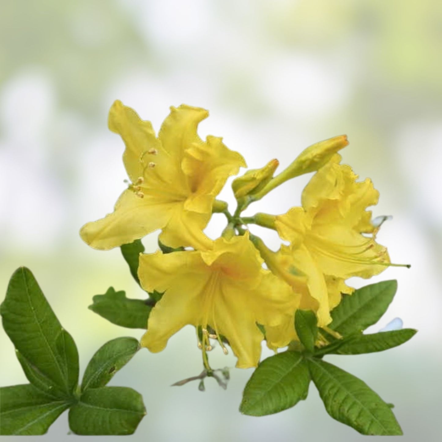 Aromi Azalea Starter Plant - Lemon Lights Rhododendron Hybrid - Vibrant Yellow Blooms - Garden Flowering Shrub