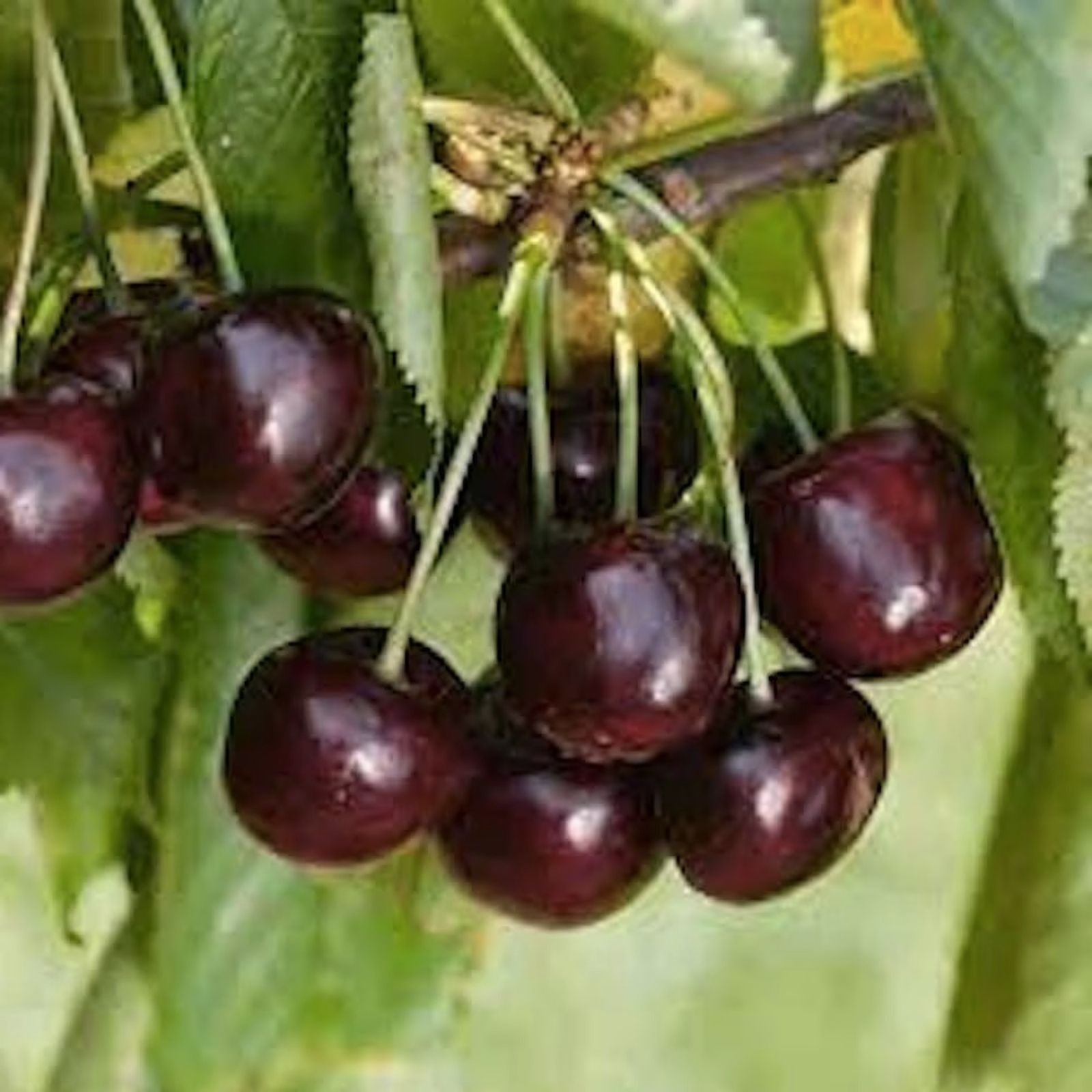 Black Cherry Seeds 20 Pack | Edible Fruit Tree | Prunus serotina | USA Native Tree | Fruit Seeds for Planting