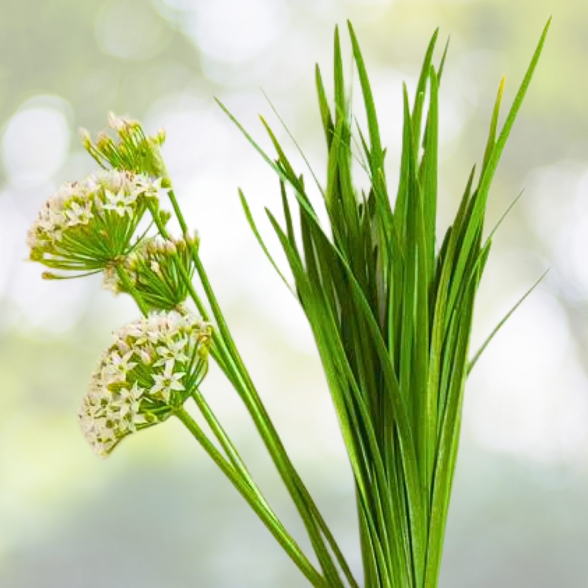 Chives Garlic Seeds - 200 Non-GMO Culinary Herb Seeds for Sauces & Dips - Allium tuberosum