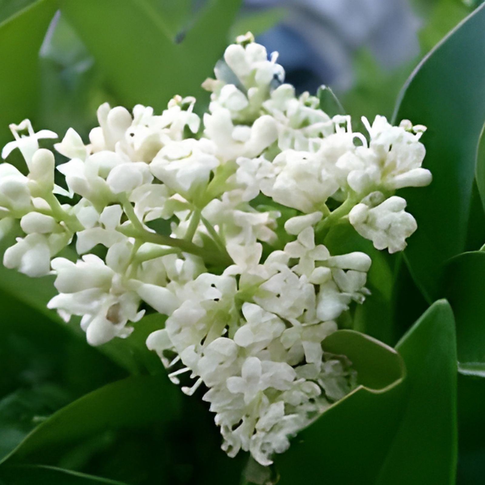 7 Japanese Privet Cuttings - Evergreen Shrub, Ligustrum japonicum, 6-8 inches long, Hardy, Fast Growing, Garden Privacy Hedge