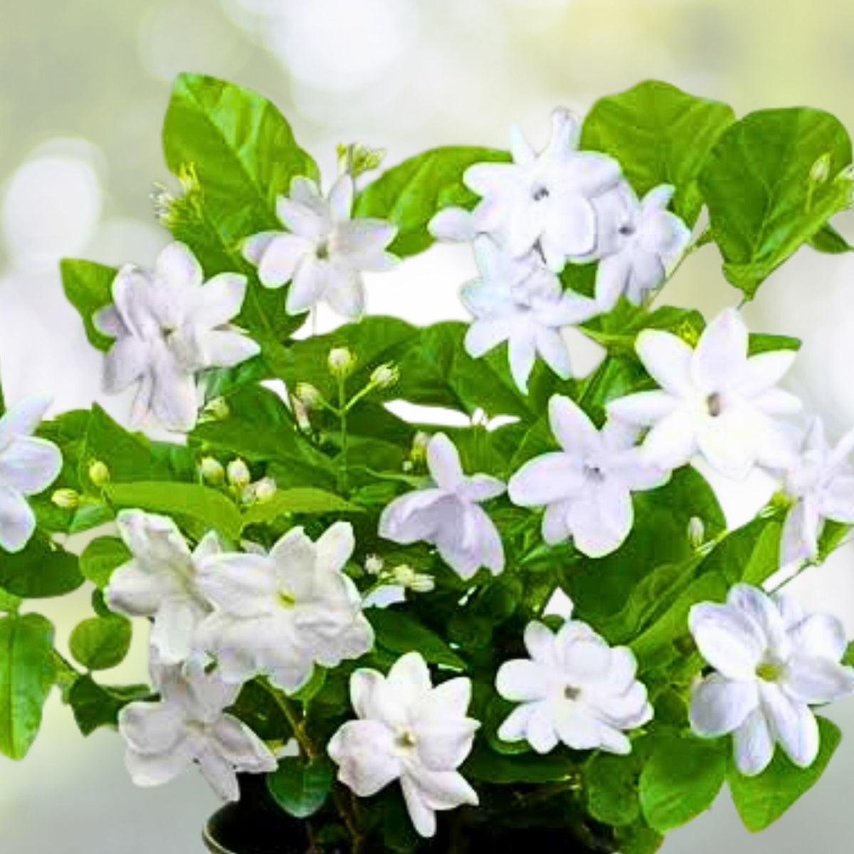 Arabian Jasmine Plant 12" with Buds - Jasminum sambac - Indoor/Outdoor Flowering Houseplant in Pot