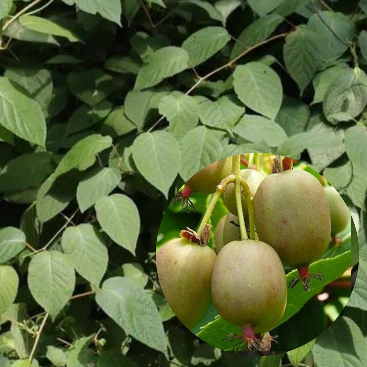 Clark Male Kiwi Pollinator Live Rooted Starter Plant, Hardy in Zones 4-8, Actinidia deliciosa