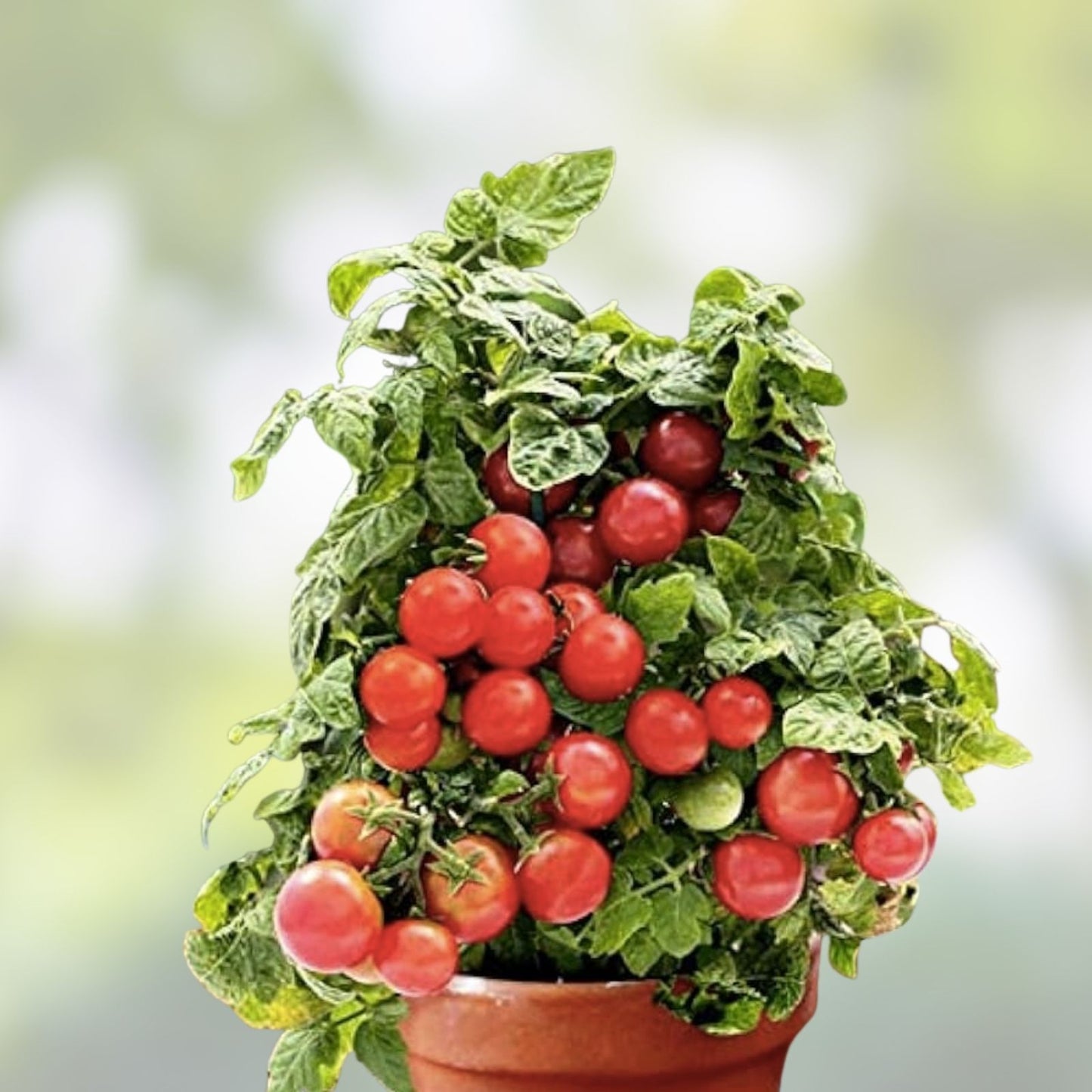 Dwarf Bush Cherry Tomato Seeds 100 Count Heirloom Variety Solanum lycopersicum Organic Gardening