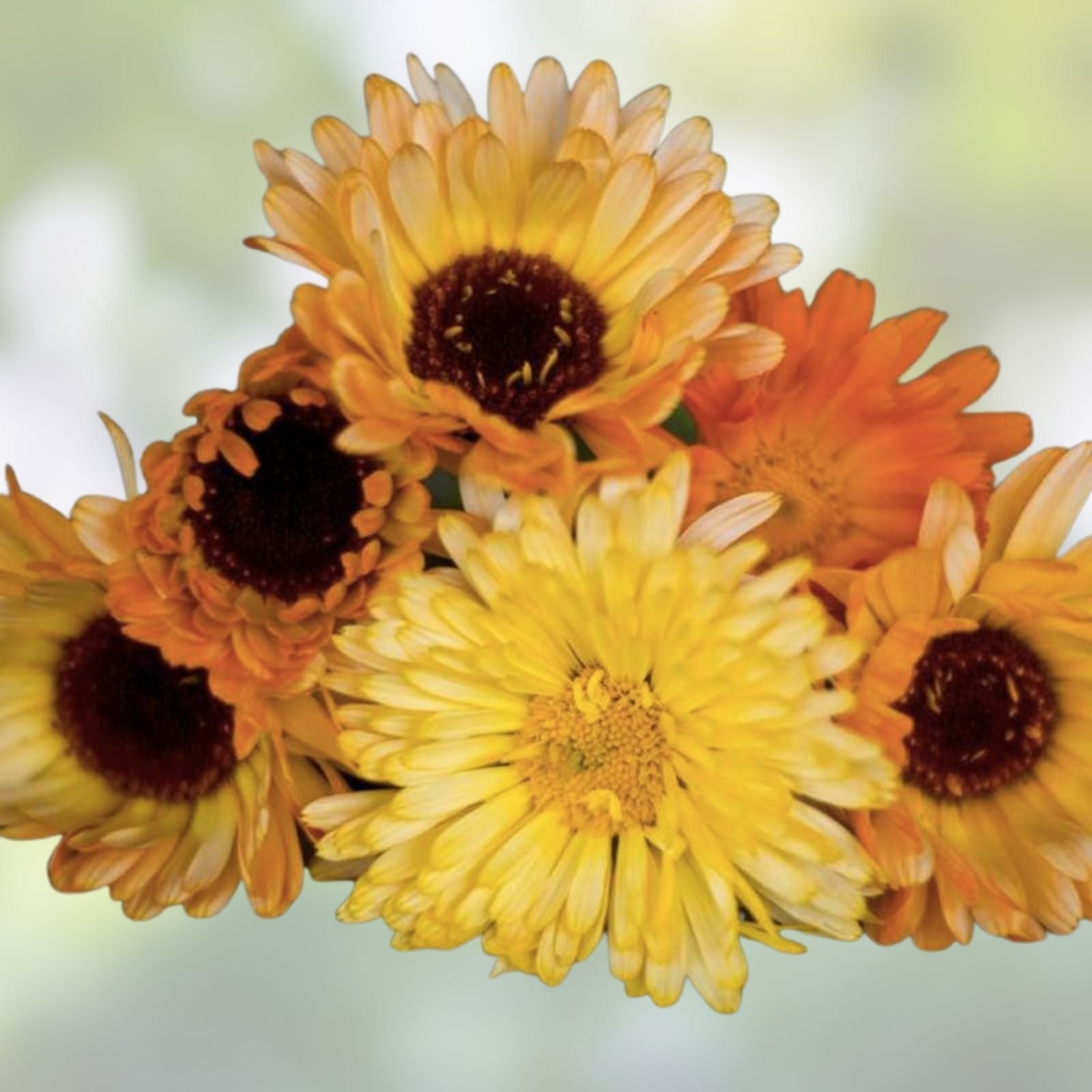 Calendula Seeds for Planting – Pacific Beauty Mix – Non-GMO Flower Seeds – Calendula officinalis – USA Grown