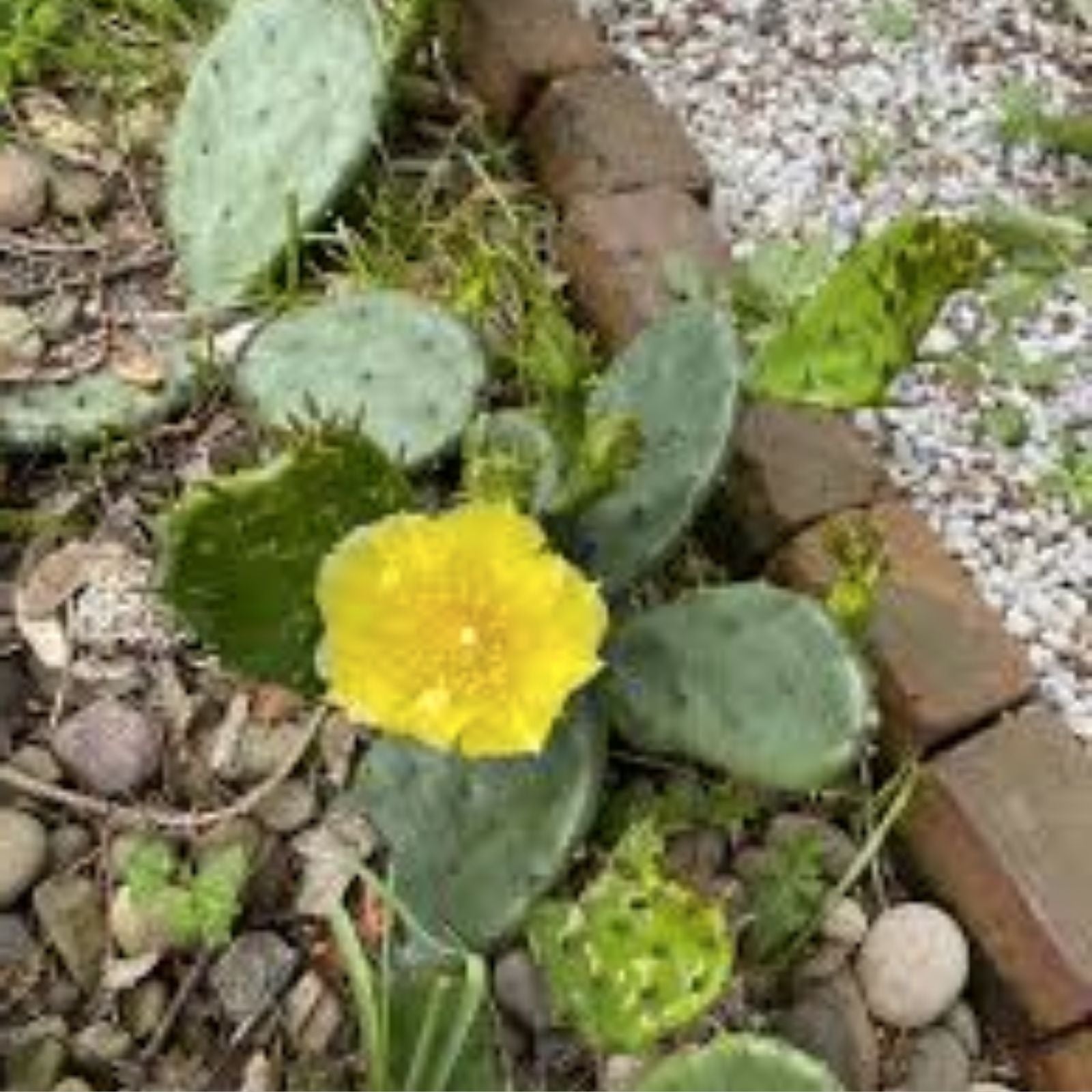 Desert Prickly Pear Cactus 2 Pads 4-7" | Cold Hardy Opuntia Phaeacantha Tolerates -20°F | Succulent Plant