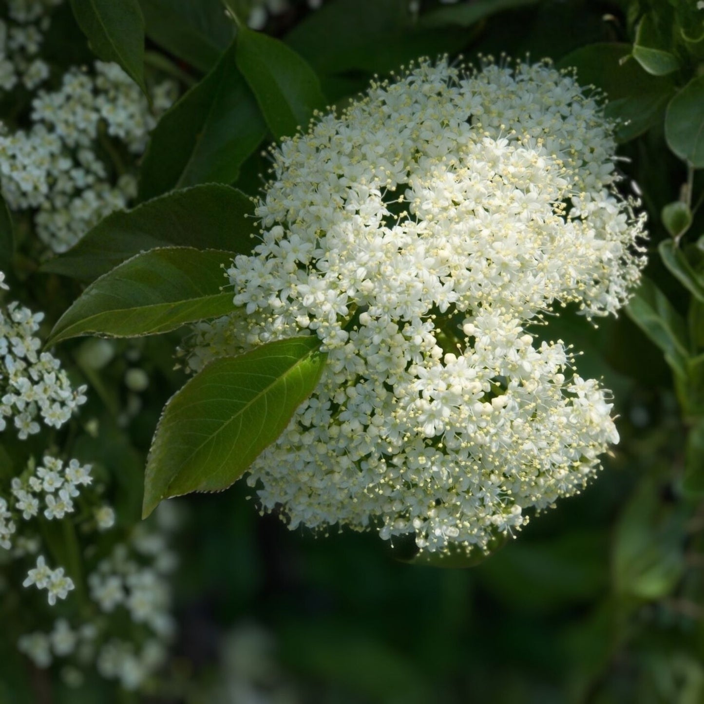 Nannyberry Viburnum Starter Plant 8-12 Inches Hardy Shrub Small Tree Zones 5-9 Landscaping Garden Plant