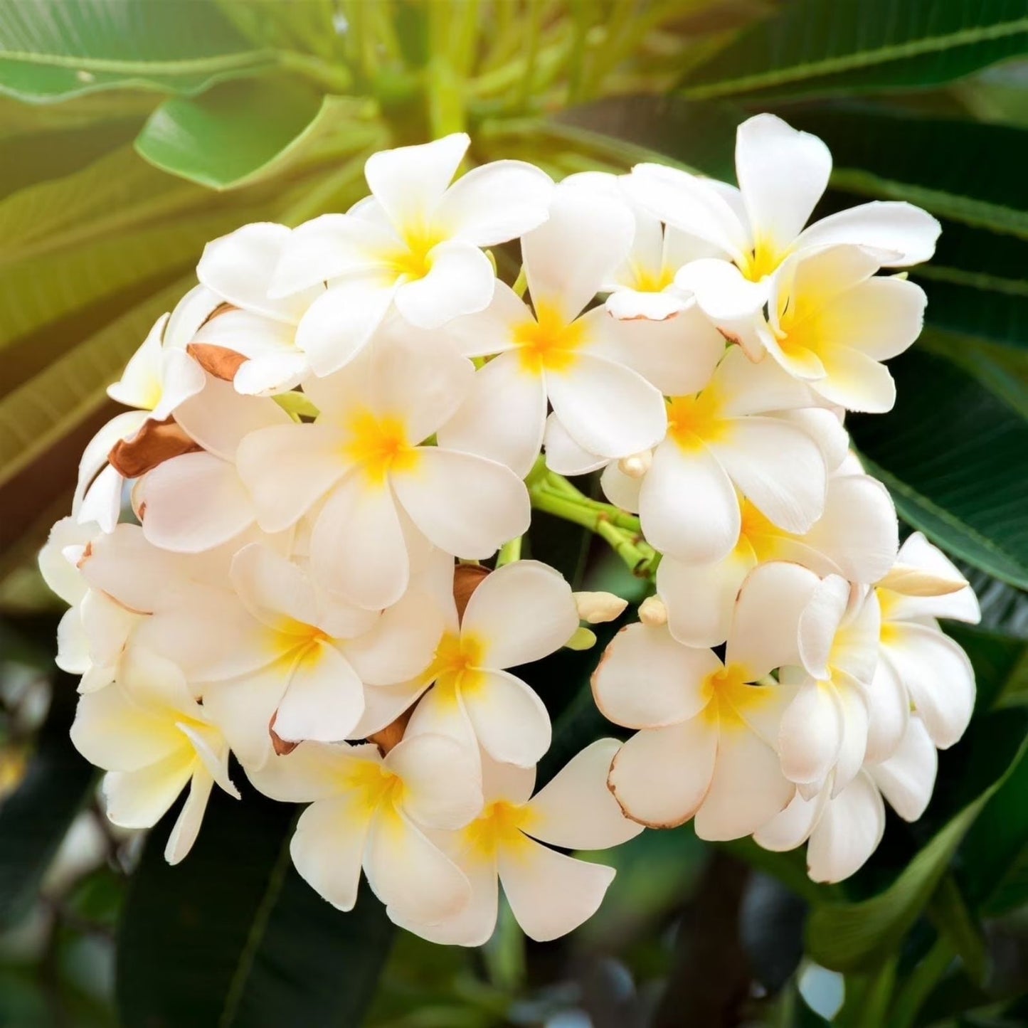 Plumeria Cutting 6-10" Rooted White Yellow Frangipani No Ship to CA