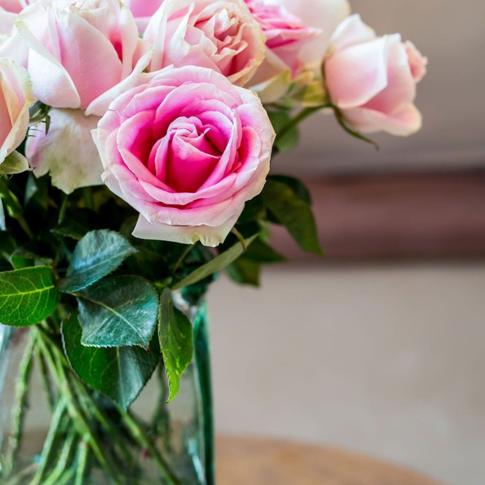 Wedding Rose Cuttings - 3 Fresh Con Stan Rose Stems for Floral Arrangements and Bouquets - Rosa Hybrid