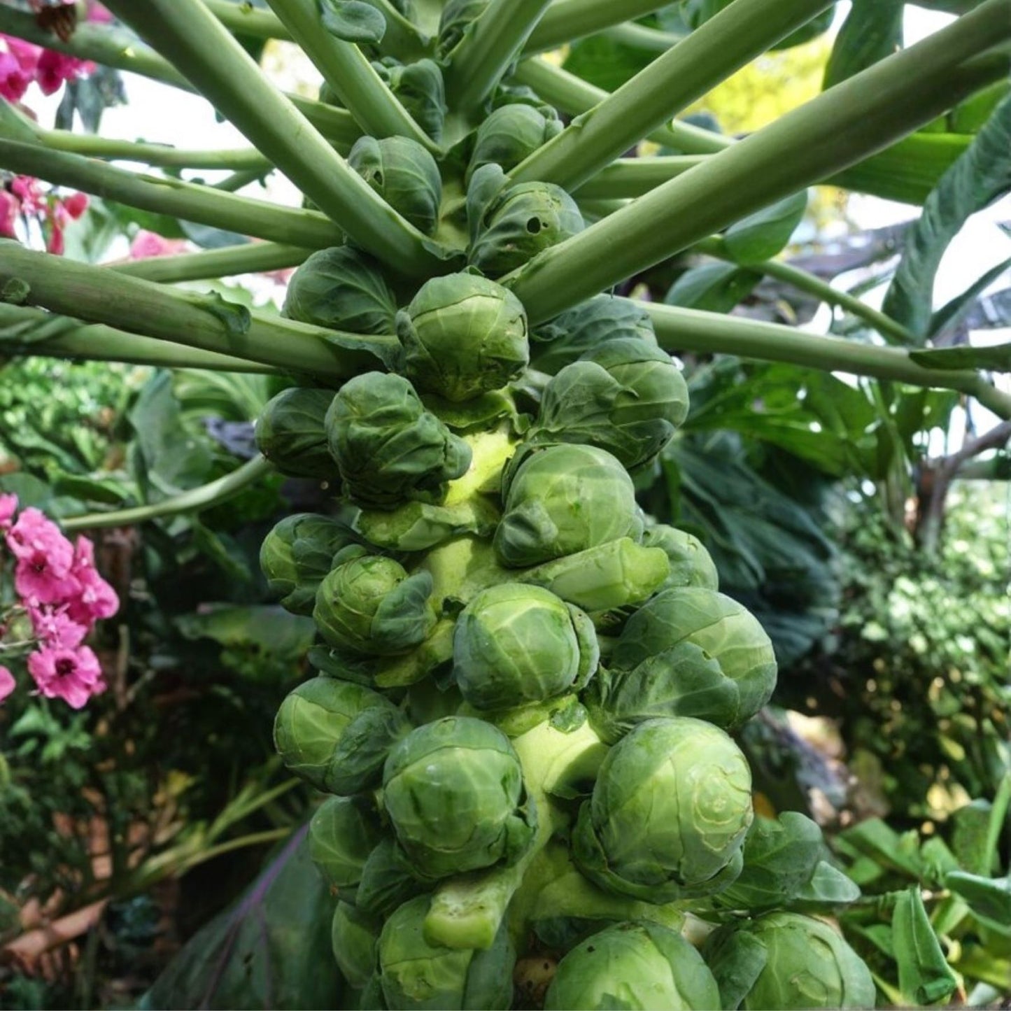 Broccoli Seeds 100 Count – Tasty GL Variety – Brassica oleracea – Non-GMO Vegetable Garden Seeds
