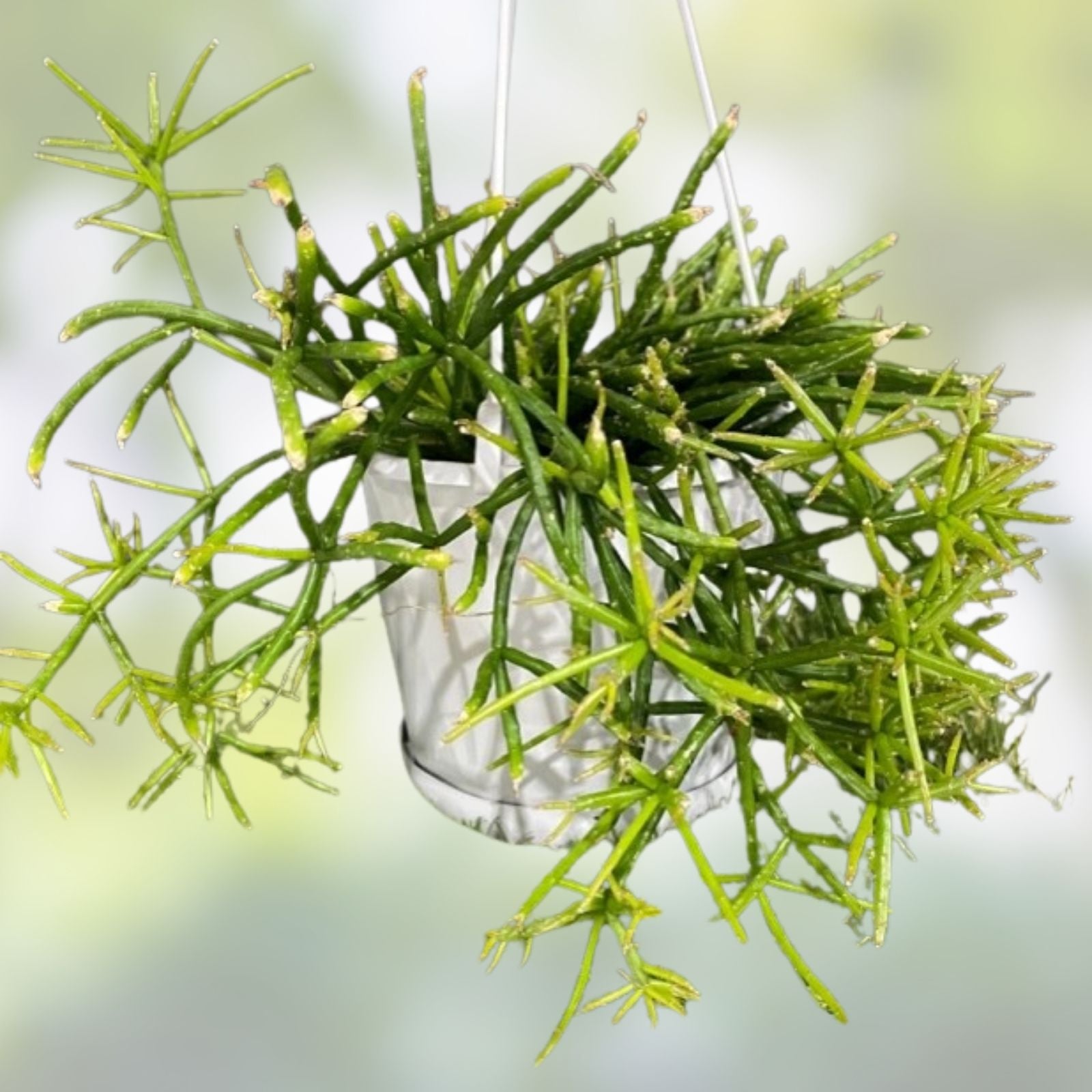 Rhipsalis teres prismatica Cuttings - 4 Branching Orchid Cactus - Rare HTF Succulent Plant - 5 Inches