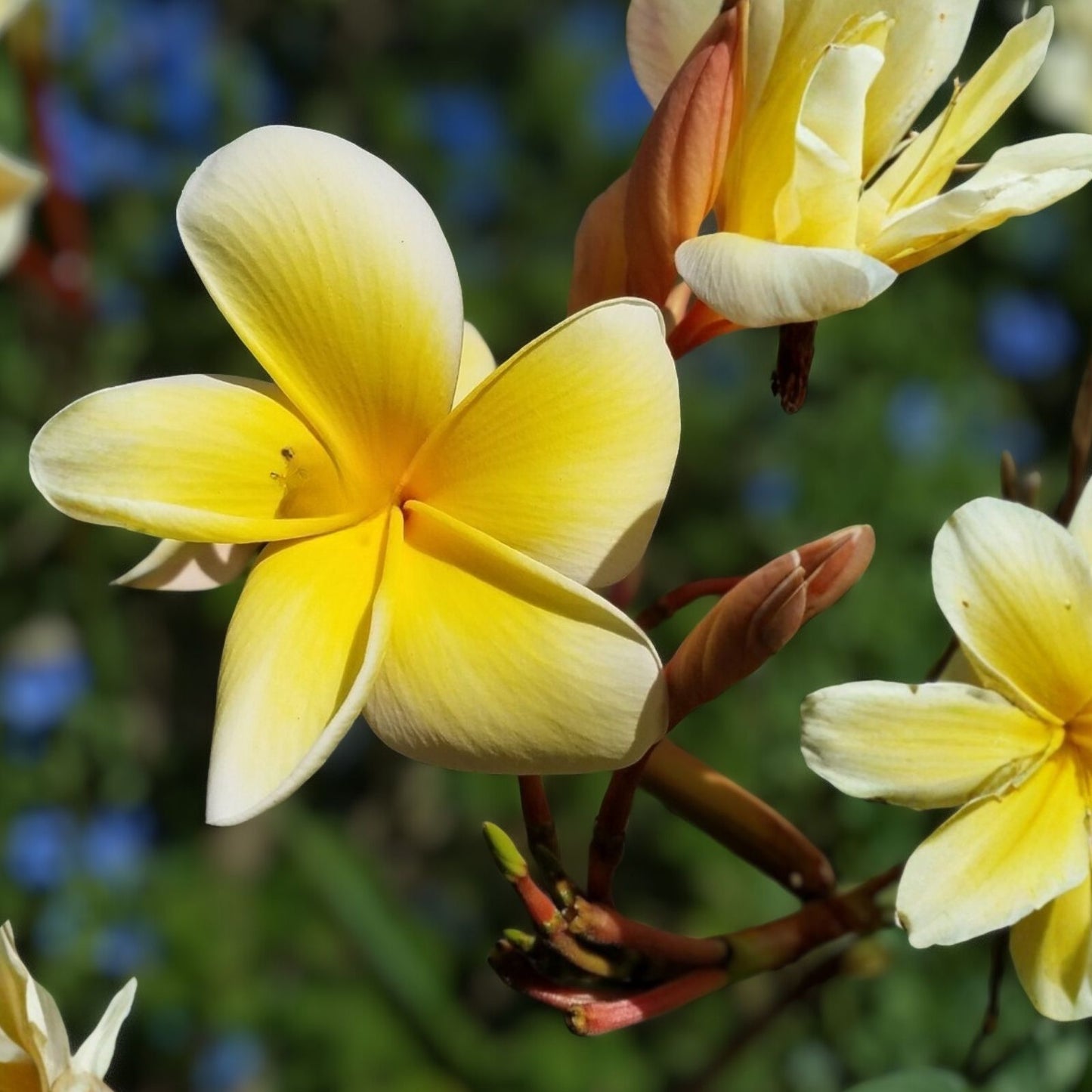 Aztec Gold Plumeria Cutting 6-8in Scented Frangipani Plant, Tropical Flower, Garden, Balcony, Patio, Hawaii