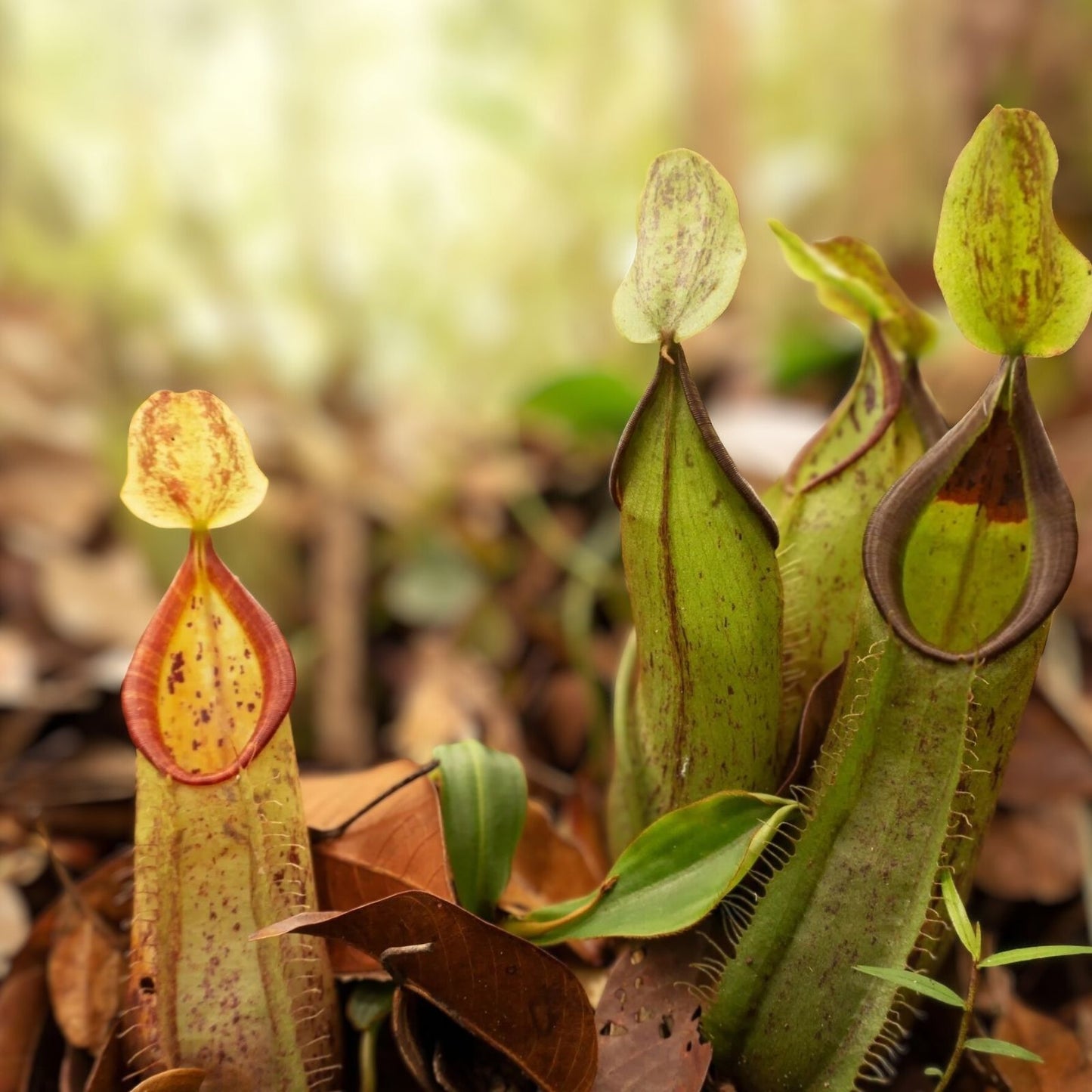 Tropical Pitcher Plant - Nepenthes mirabilis - Exotic Carnivorous Indoor Plant for Gardening