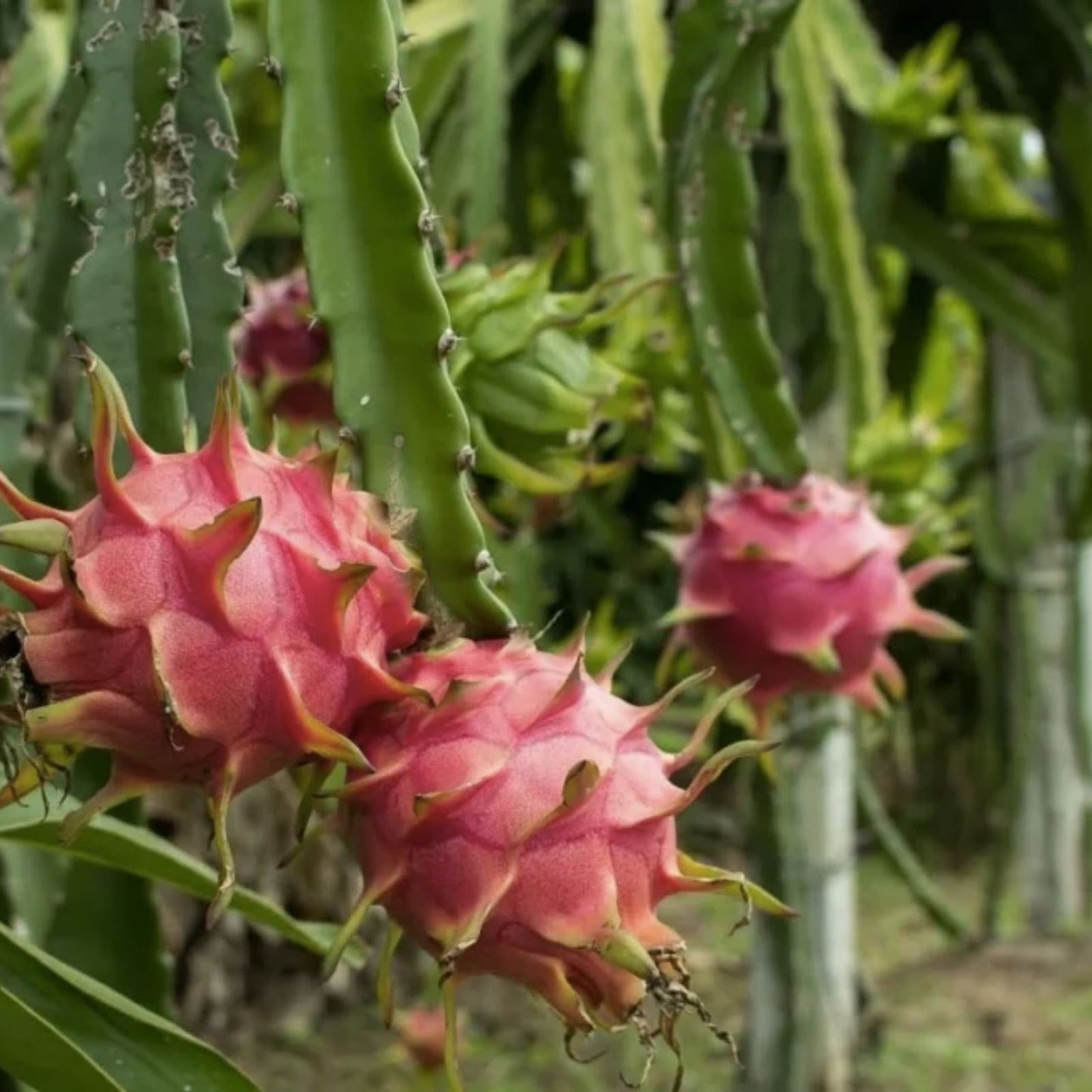 Organic Dragon Fruit Cuttings 8-12 Inches Hylocereus Undatus for Planting and Growing Cactus Fruit