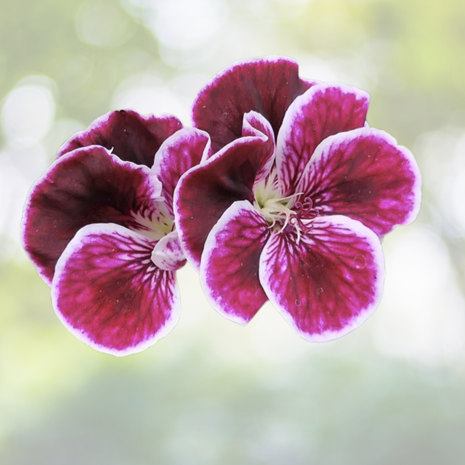 Pelargonium Regal Geranium Cuttings 6" Purple White Orchid Blooms 2-Pack - Pelargonium x hortorum